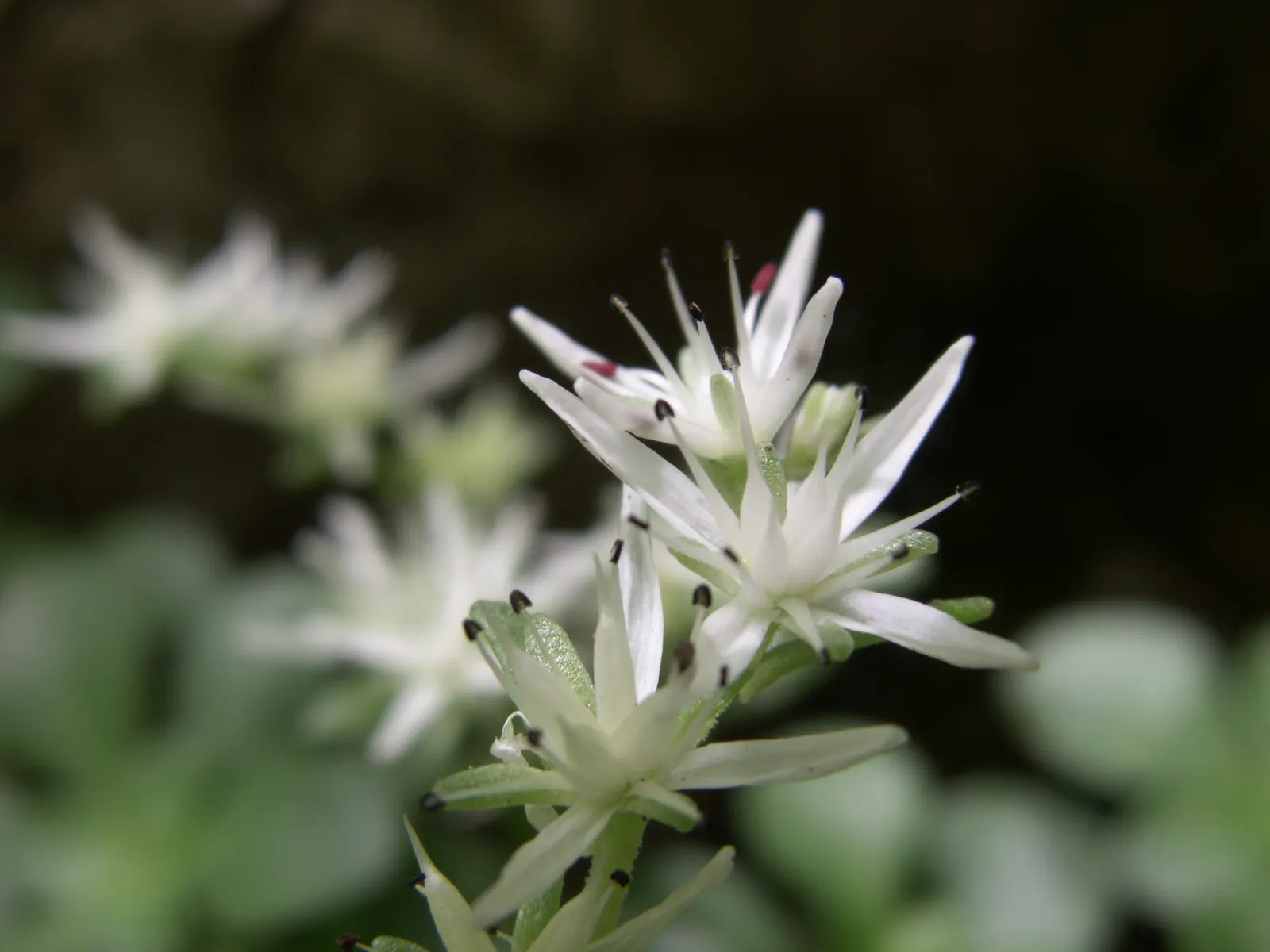 Three-Leaved Stonecrop (Sedum Ternatum) — making it a practical option for areas where wildlife may graze.<br><br>When creating a landscape design; its white