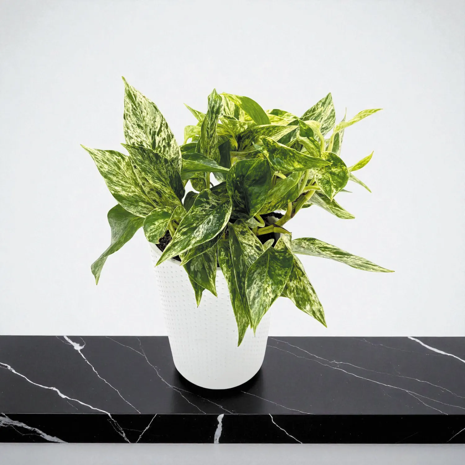 Sea Storm™ Golden Pothos (Epipremnum aureum) — It can stay compact at 6-12 inches or trail up to 6-8 feet with support