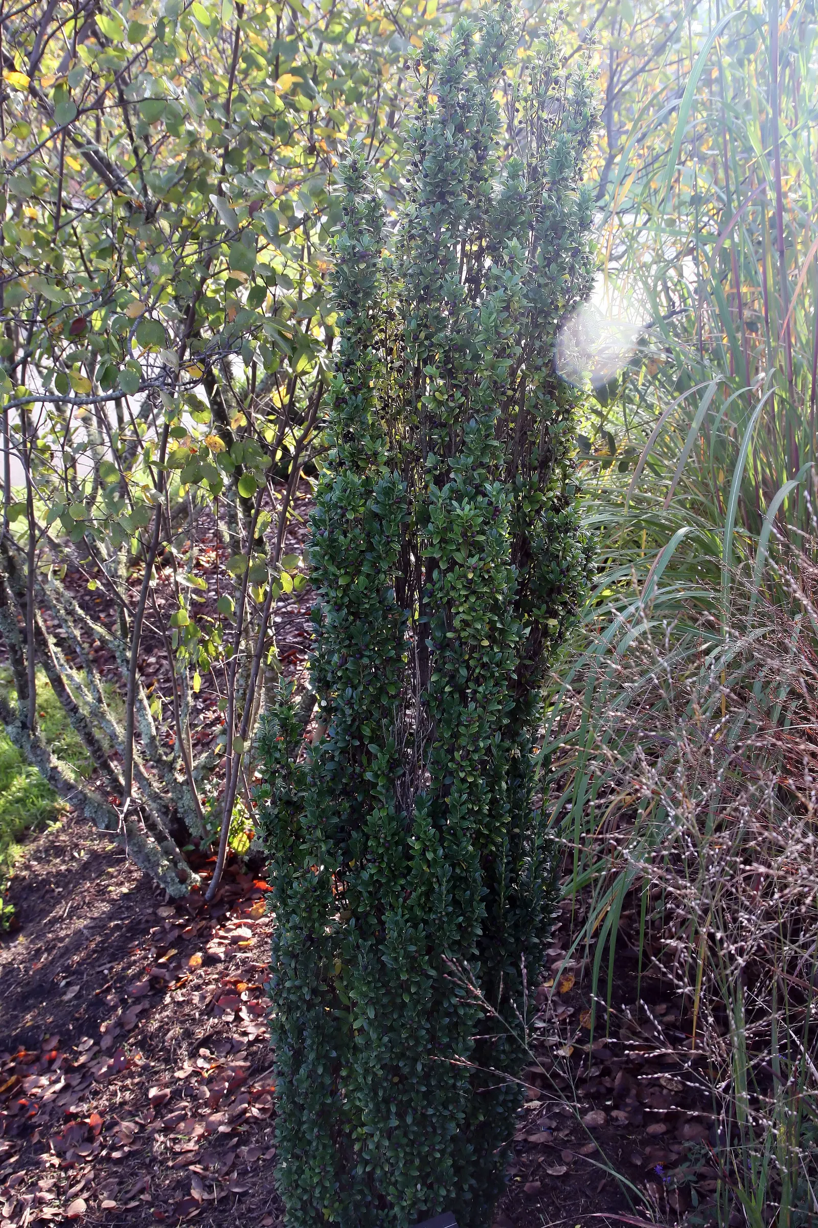 Japanese Holly (Ilex Crenata) — The Japanese Holly (Ilex crenata) offers year-round visual interest with its dense, boxwood-like foliage; it adapts well to