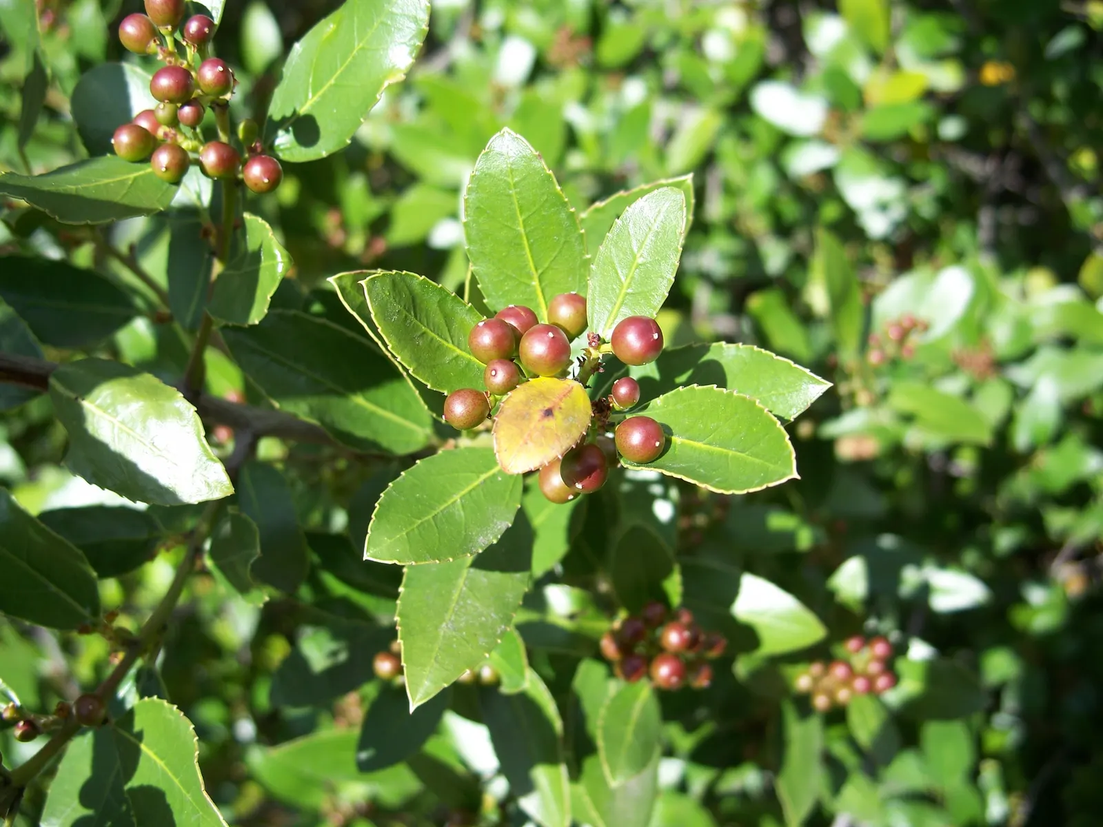 Japanese Holly (Ilex Crenata) — Growing 5-10 feet tall and 6-8 feet wide; it is amenable to pruning and can be sculpted into various forms