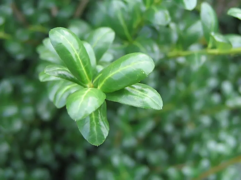 Japanese Holly (Ilex Crenata) — Resistant to deer, it's an ideal low-maintenance hedge or topiary; the Japanese Holly (Ilex crenata) offers year-round visual