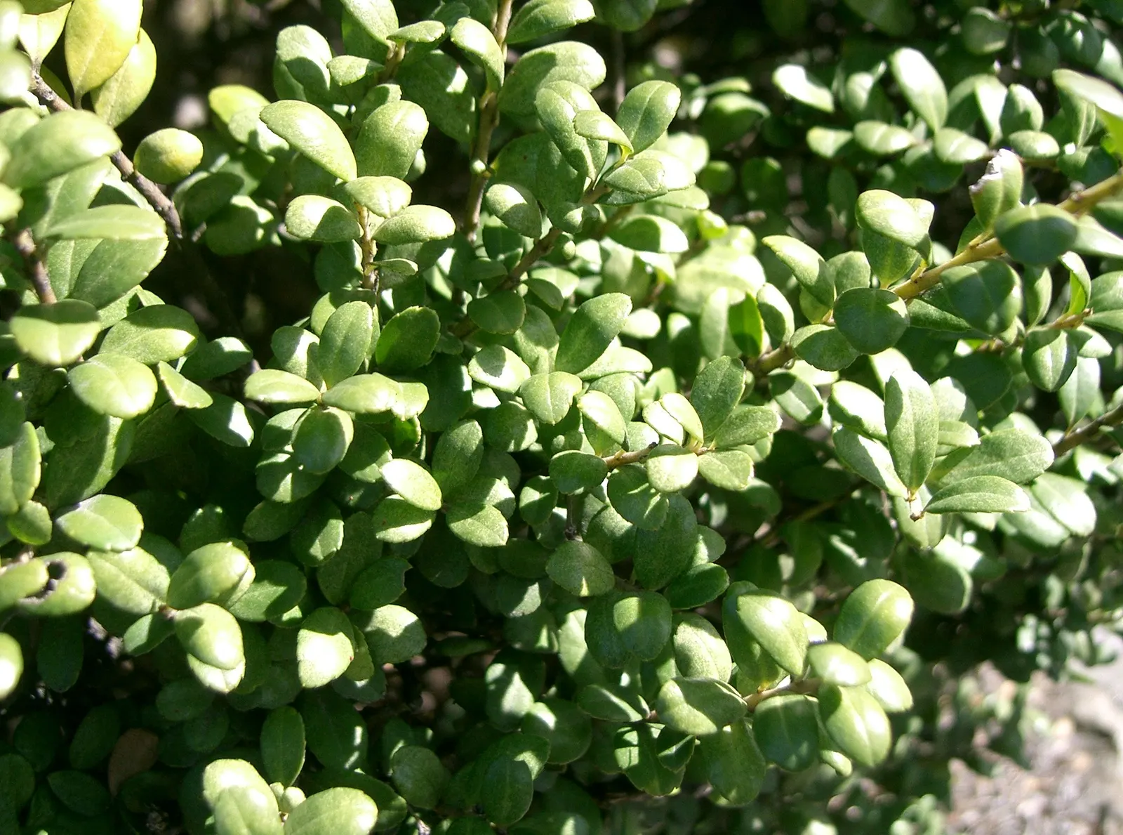 Japanese Holly (Ilex Crenata) — expect inconspicuous white flowers; it thrives in full sun to partial shade