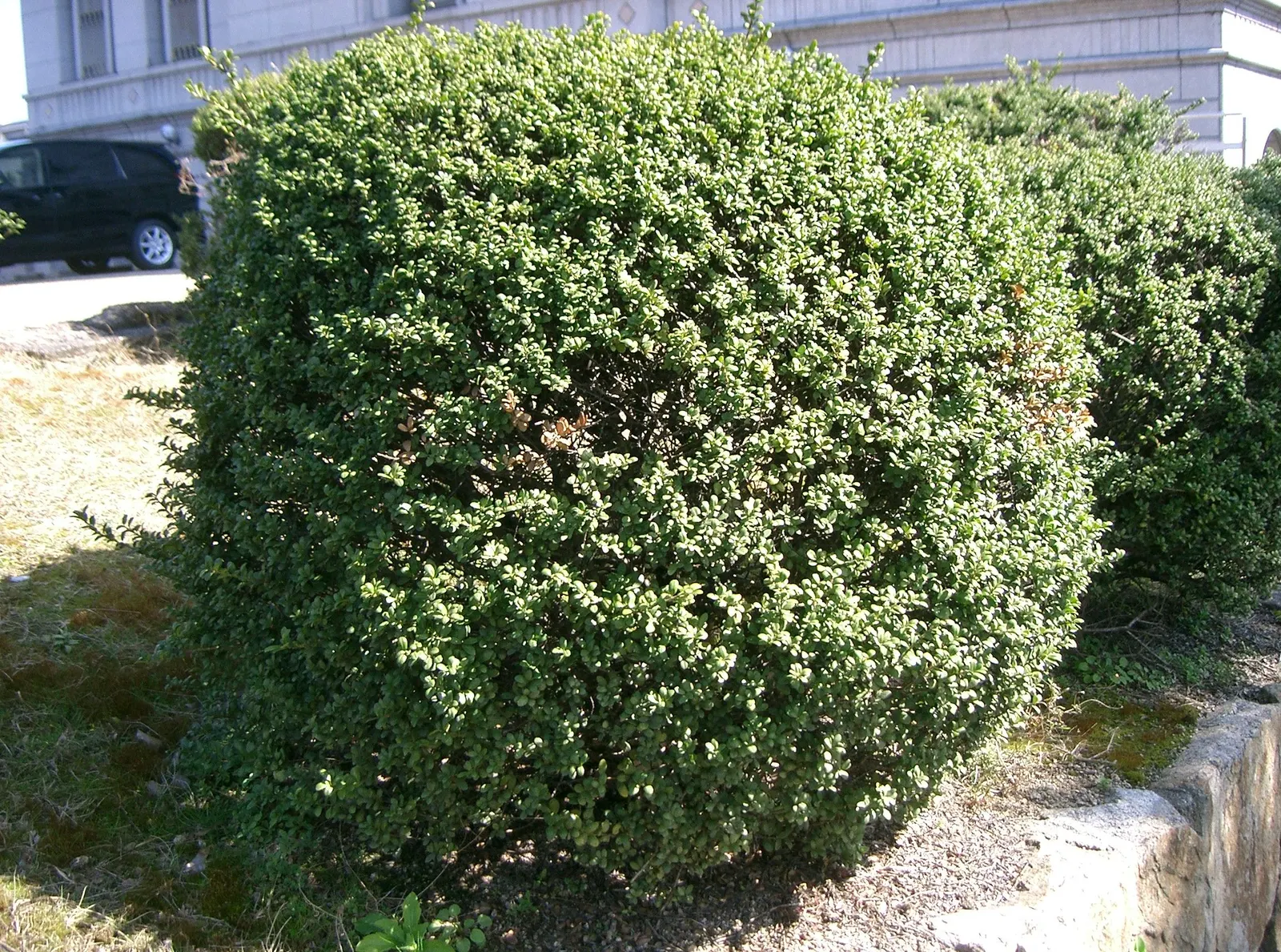 Japanese Holly (Ilex Crenata) — It adapts well to pruning, perfect for formal gardens; resistant to deer, it's an ideal low-maintenance hedge or, image 42