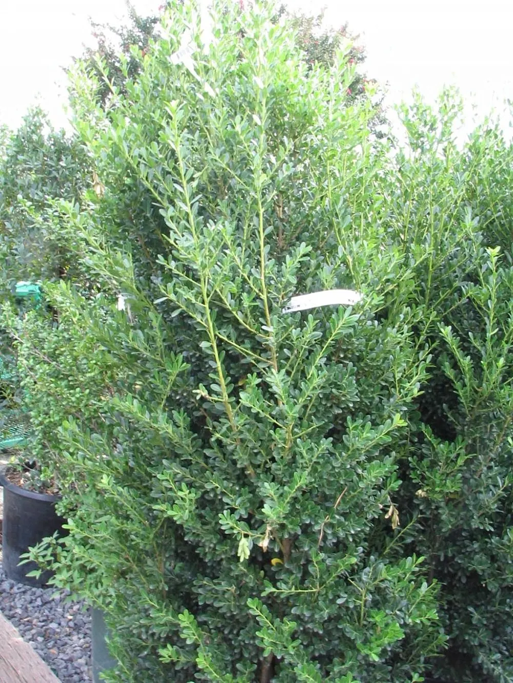 Japanese Holly (Ilex Crenata) — designers provide their clients with a year-round green backdrop that is both durable and refined