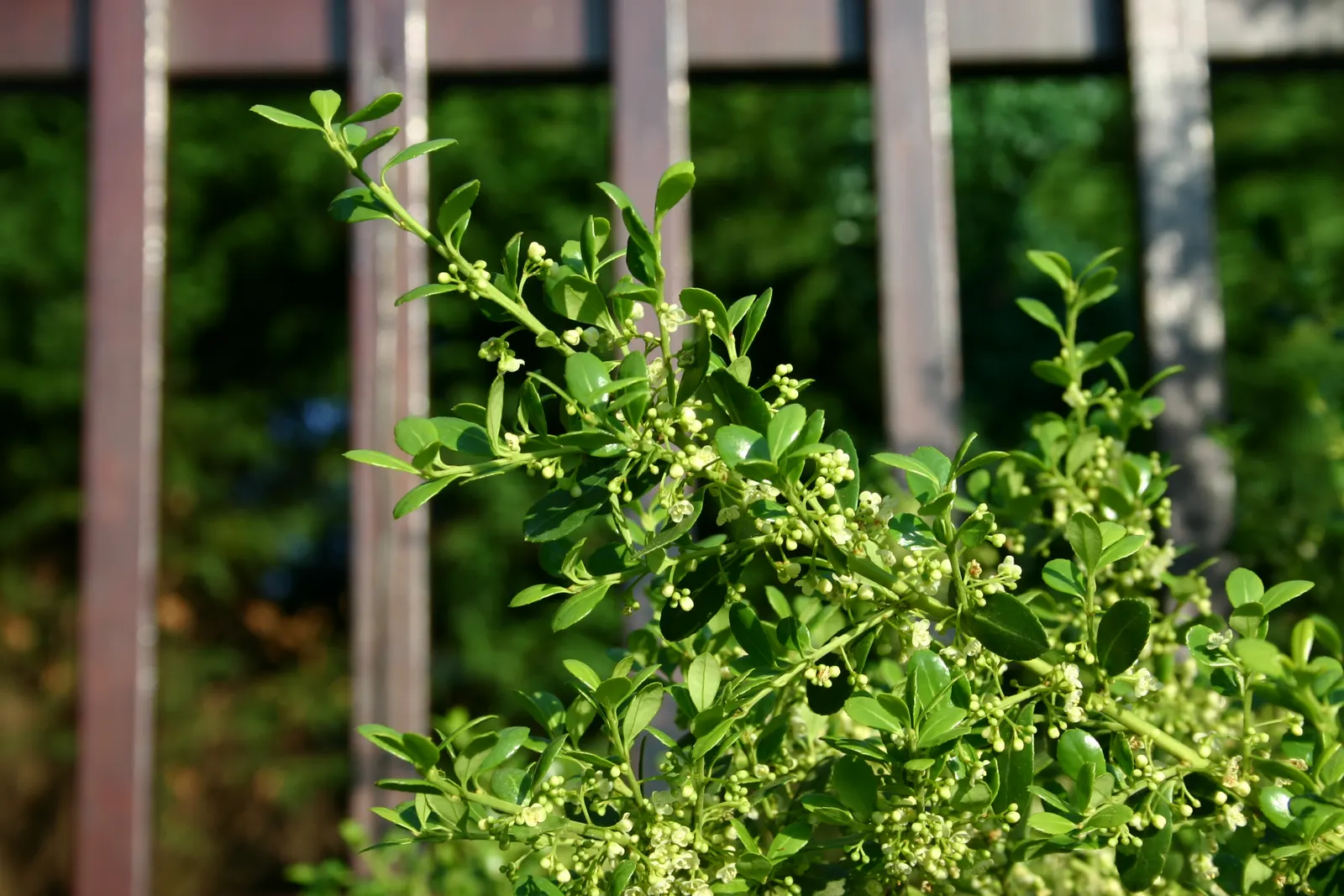 Japanese Holly (Ilex Crenata) — or even bonsai in smaller varieties; plant in a sunny to partly shaded area with well-drained soil, USDA Zones 5-8, image 50