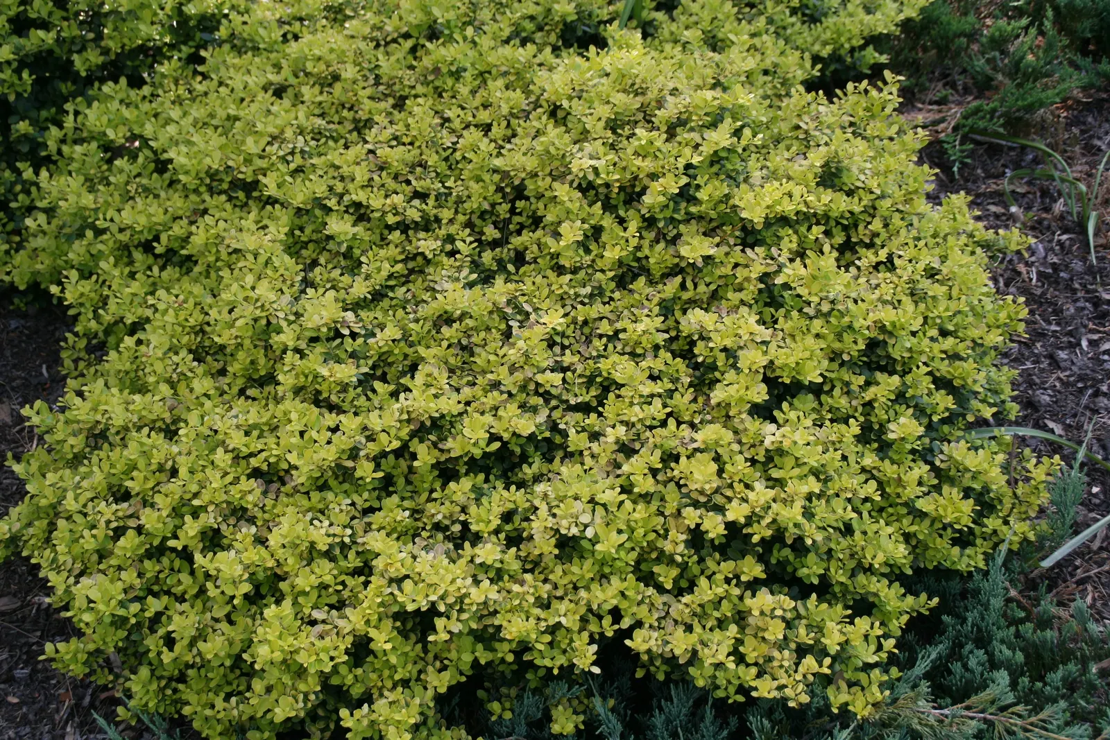 Japanese Holly (Ilex Crenata) — adding stability and structure to the design aesthetic; ilex crenata features a smooth