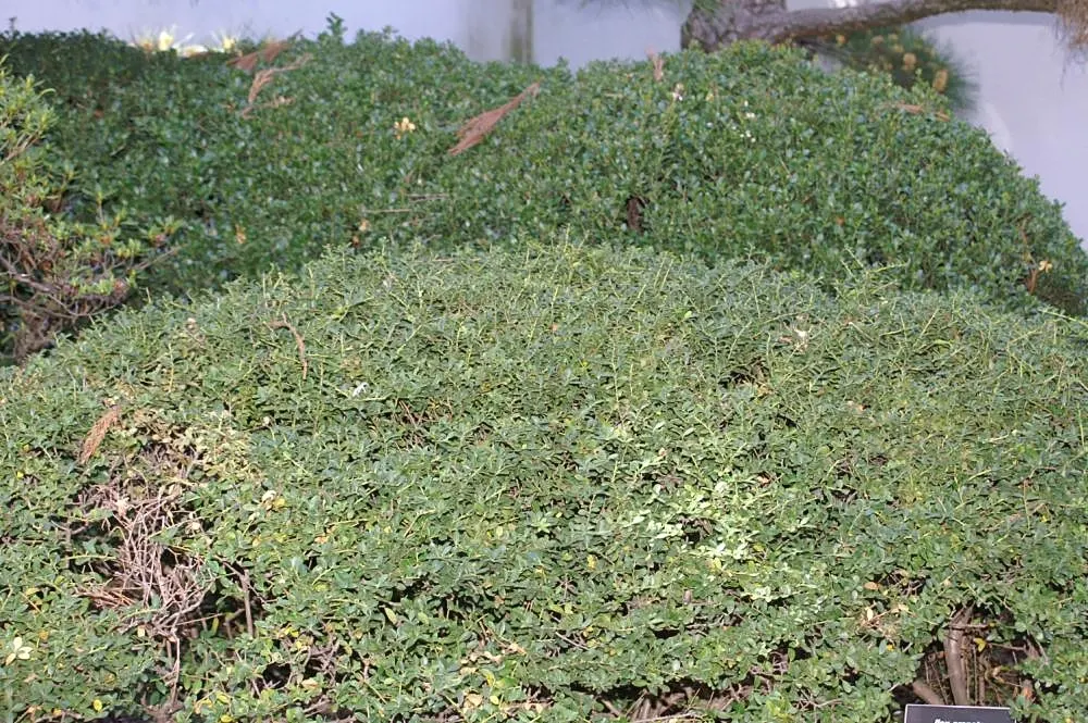Japanese Holly (Ilex Crenata) — The Japanese Holly (Ilex crenata) offers year-round visual interest with its dense, boxwood-like foliage