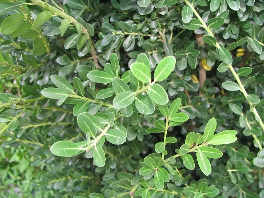 Japanese Holly (Ilex Crenata) — When planting, ensure the shrub is set into well-draining soil to avoid root rot