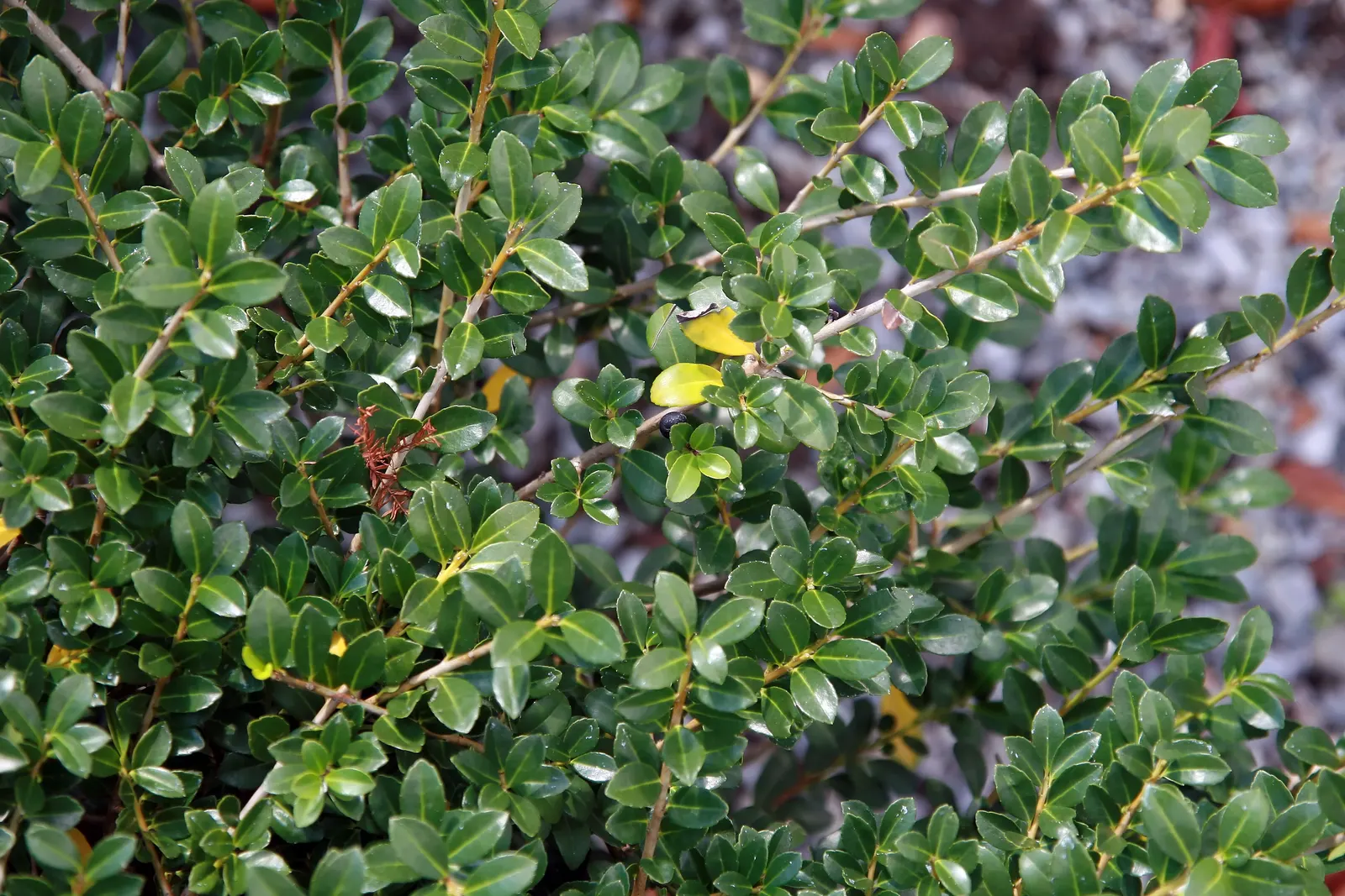 Japanese Holly (Ilex Crenata) — broadleaf evergreen / shrub for full or half or shade