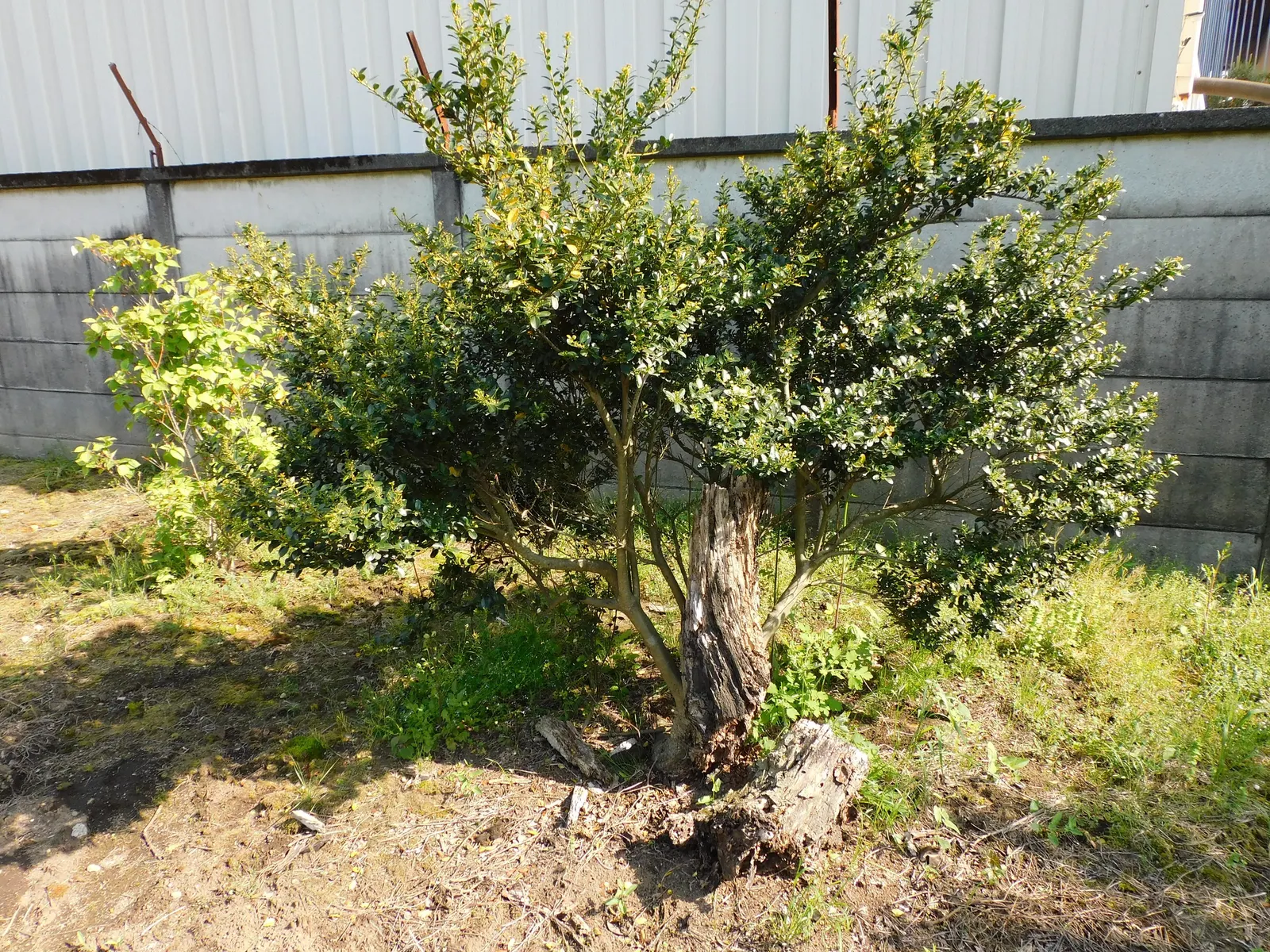 Japanese Holly (Ilex Crenata) — When planting, ensure the shrub is set into well-draining soil to avoid root rot; or even bonsai in smaller varieties