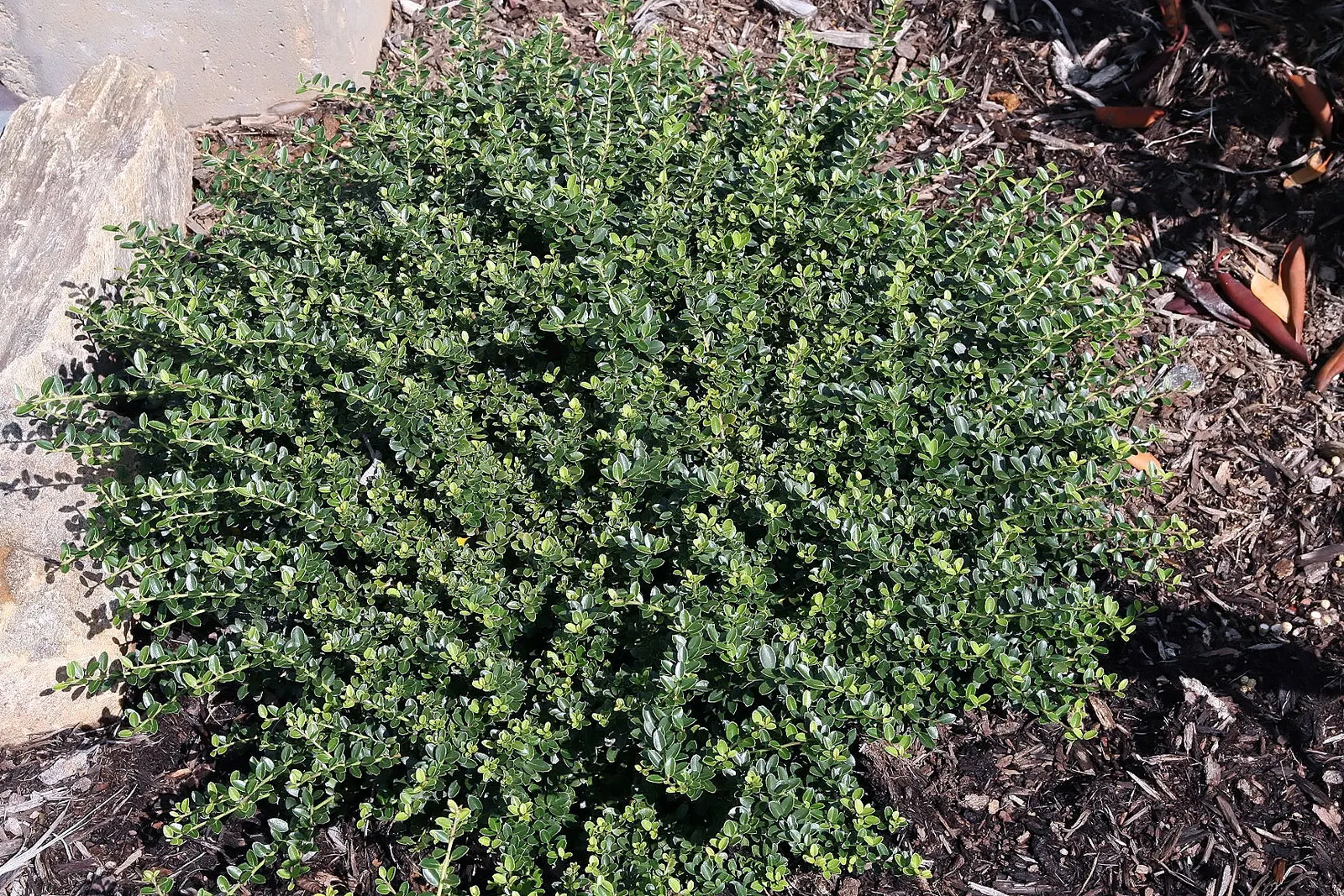 Japanese Holly (Ilex Crenata) — dark green leaves with a somewhat boxwood-like appearance