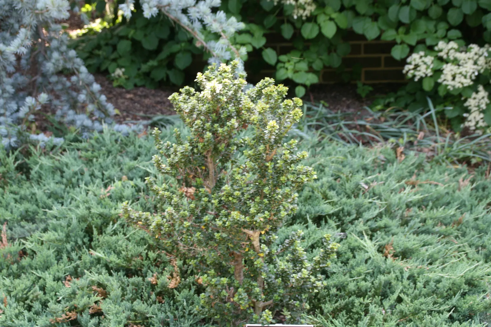 Japanese Holly (Ilex Crenata) — Growing 5-10 feet tall and 6-8 feet wide