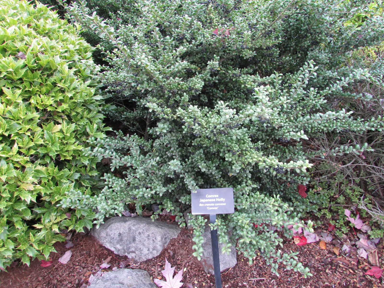 Japanese Holly (Ilex Crenata) — Resistant to deer, it's an ideal low-maintenance hedge or topiary