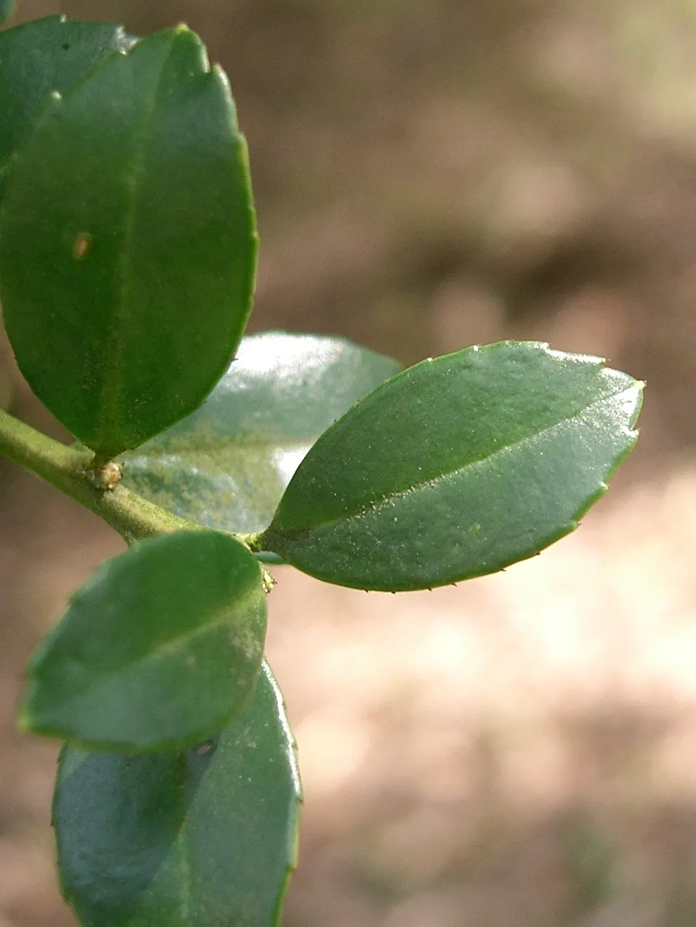 Japanese Holly (Ilex Crenata) — It is amenable to pruning and can be sculpted into various forms; designers provide their clients with a year-round, image 49