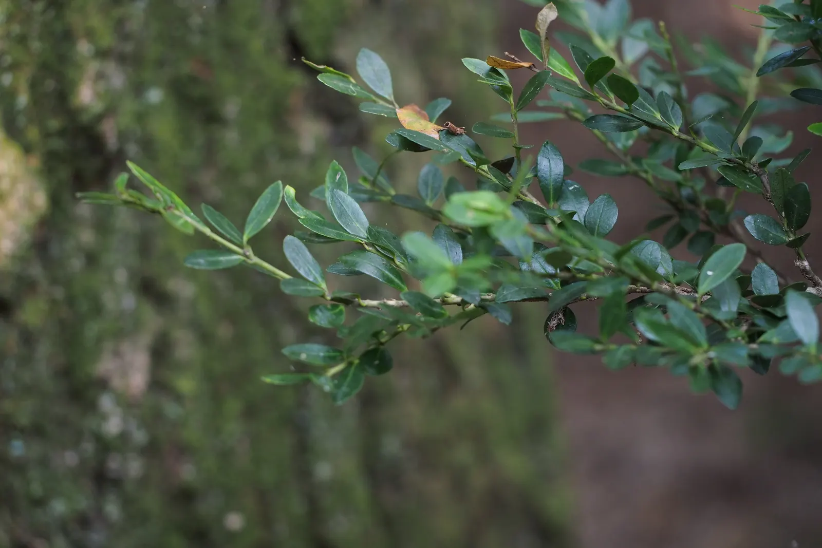 Japanese Holly (Ilex Crenata) — designers provide their clients with a year-round green backdrop that is both durable and refined; growing 5-10 feet tall and