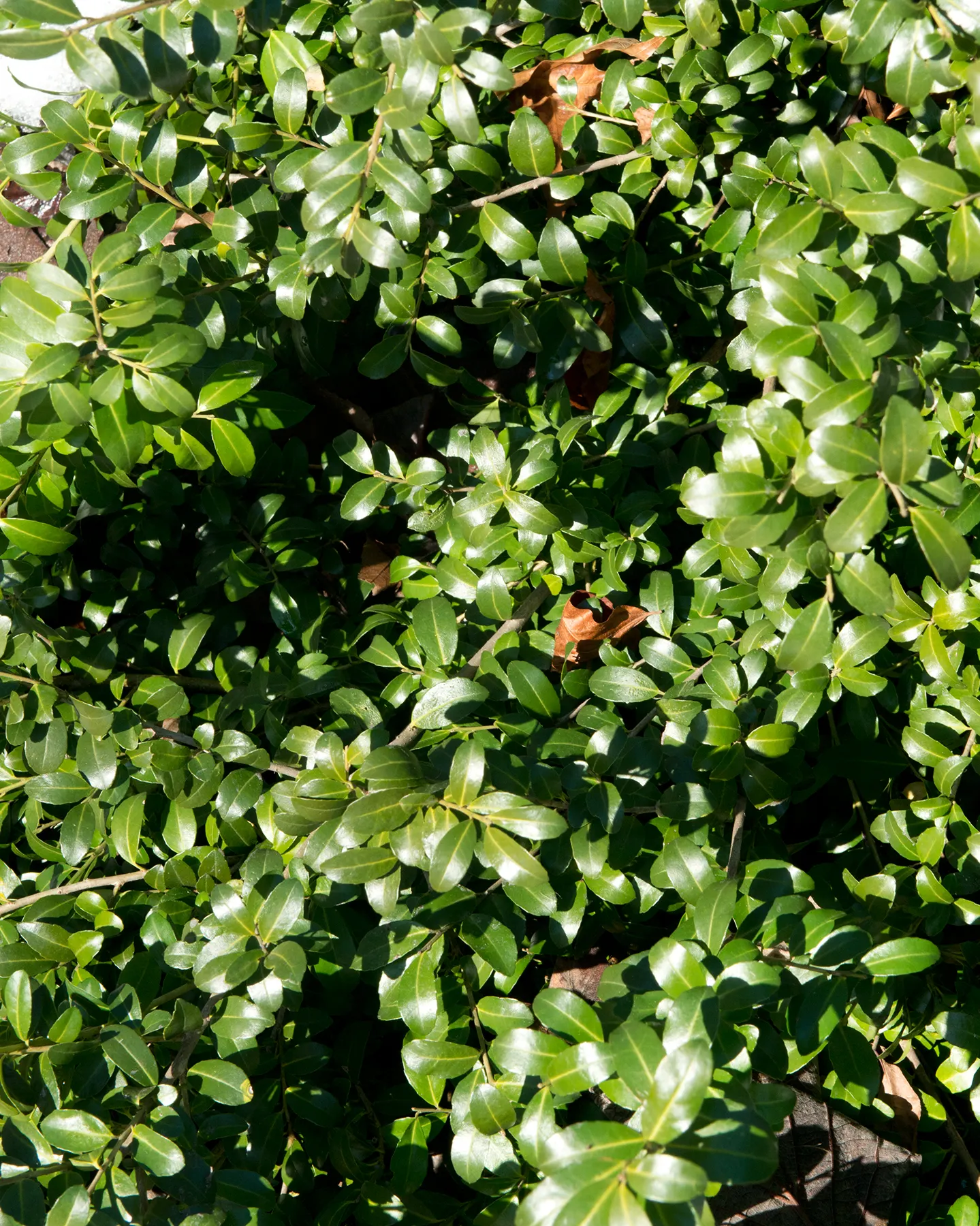Japanese Holly (Ilex Crenata) — It thrives in full sun to partial shade; broadleaf evergreen / shrub for full or half or shade