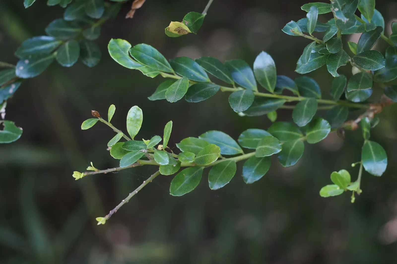 Japanese Holly (Ilex Crenata) — The Japanese Holly (Ilex crenata) offers year-round visual interest with its dense, boxwood-like foliage; it adapts, image 39