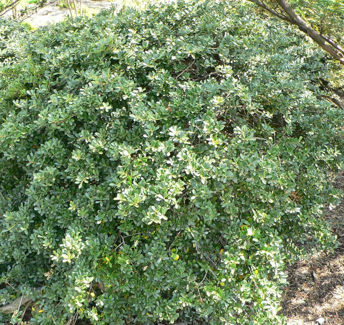 Japanese Holly (Ilex Crenata) — dark green leaves with a somewhat boxwood-like appearance; unlike the prickly leaves of common hollies