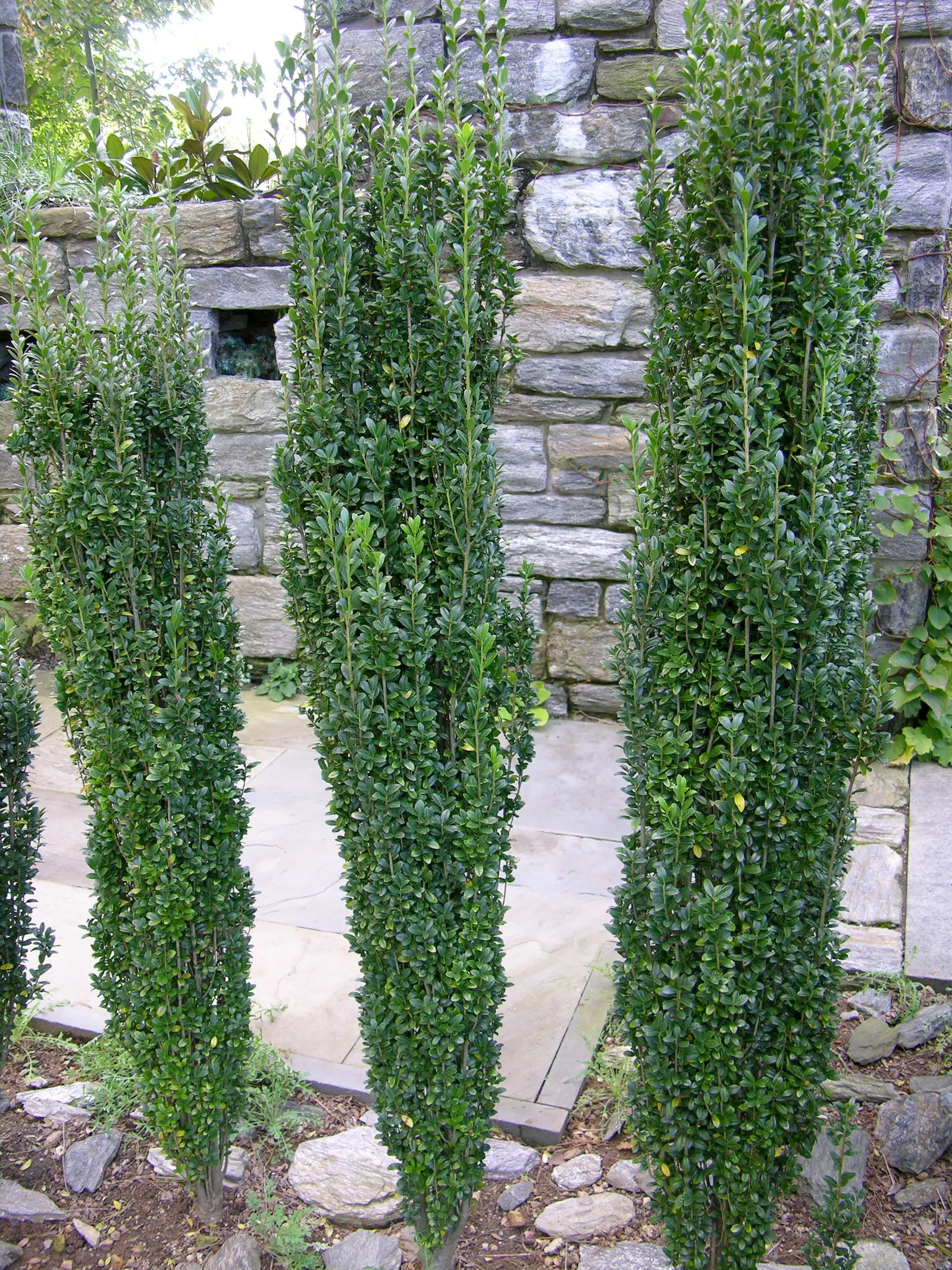 Japanese Holly (Ilex Crenata) — It adapts well to pruning, perfect for formal gardens