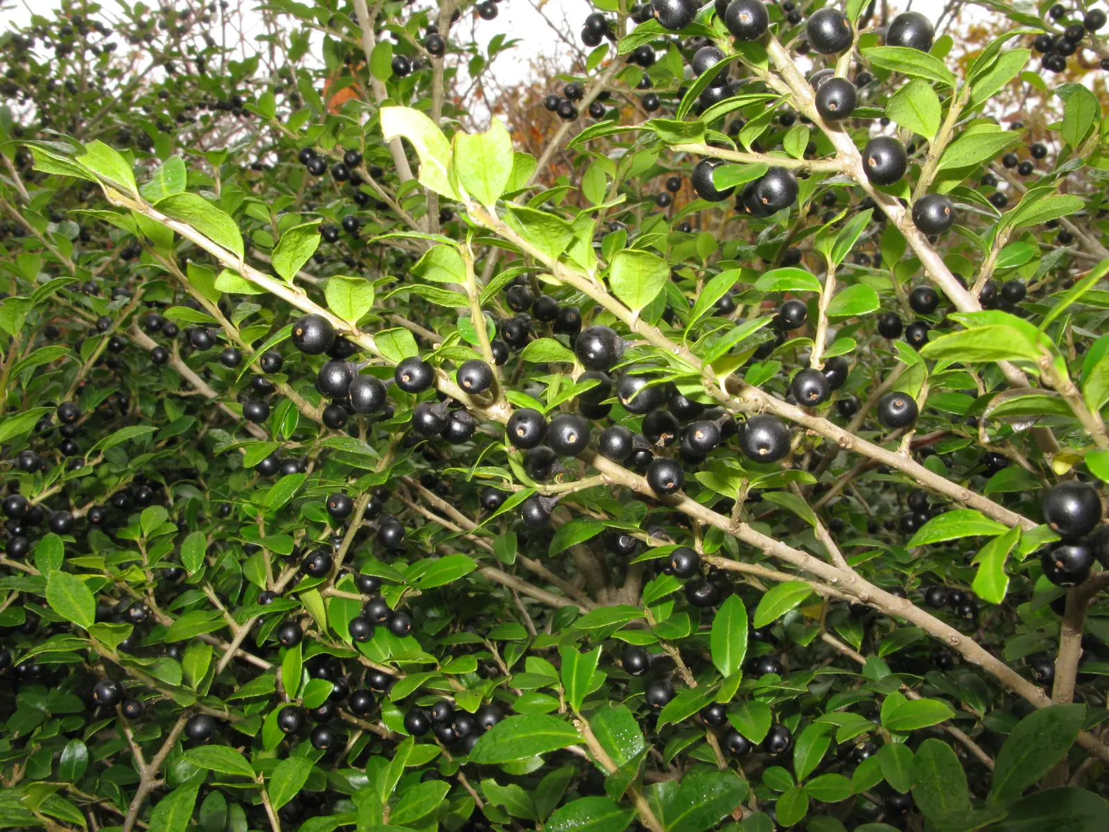 Japanese Holly (Ilex Crenata) — Unlike the prickly leaves of common hollies; its slow to moderate growth rate, around 6 to 12 inches per year, image 46