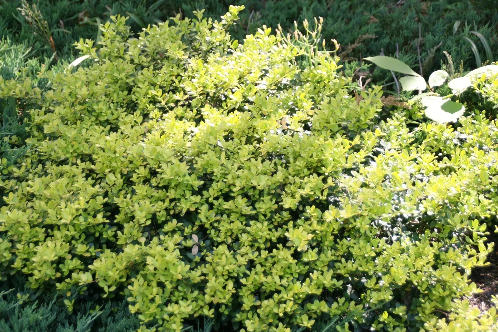 Japanese Holly (Ilex Crenata) — Resistant to deer, it's an ideal low-maintenance hedge or topiary; the Japanese Holly (Ilex crenata) offers, image 44