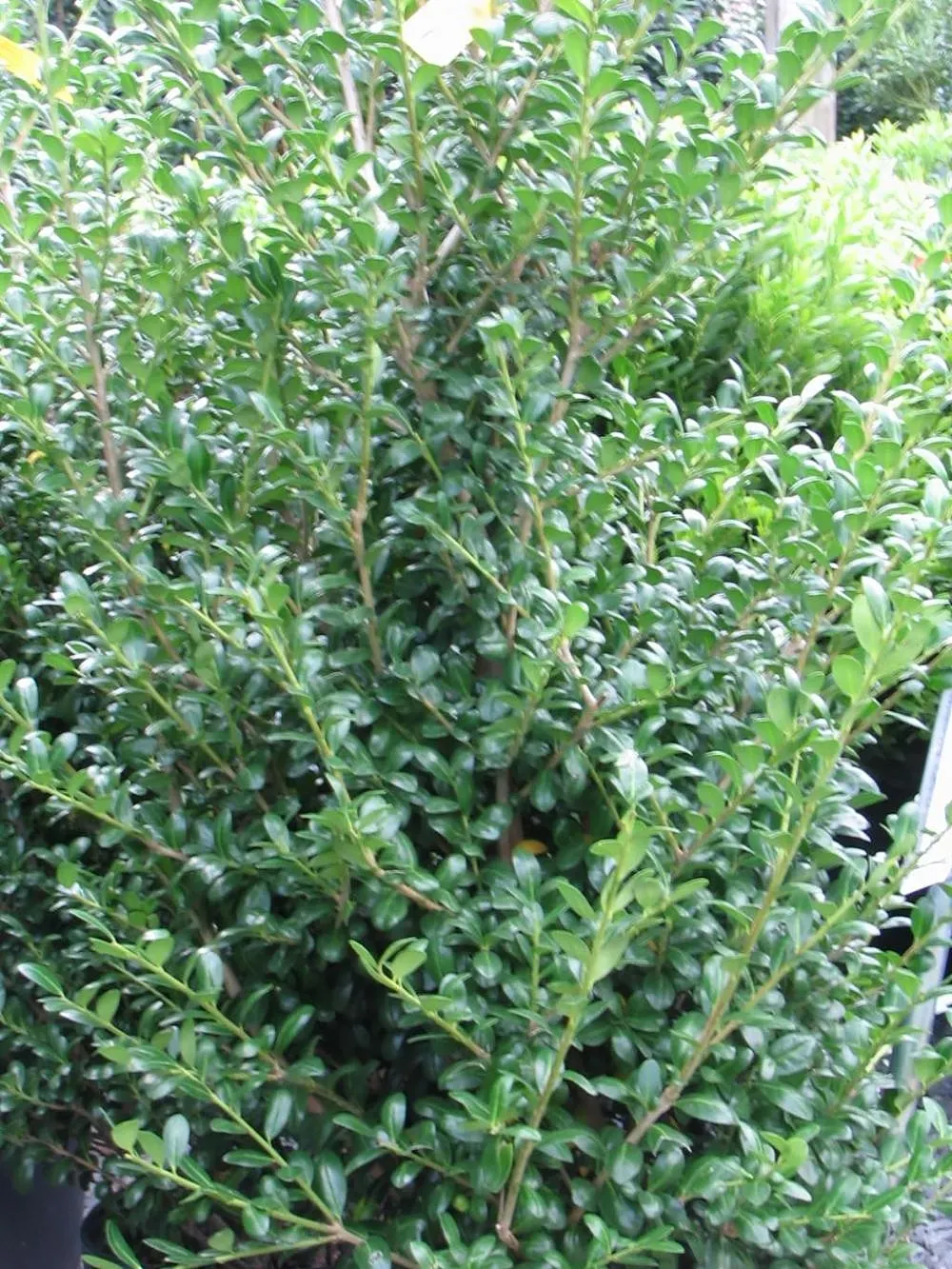 Japanese Holly (Ilex Crenata) — Ilex crenata features a smooth; glossy leaves with slight scalloped edges and inconspicuous white flowers, image 47