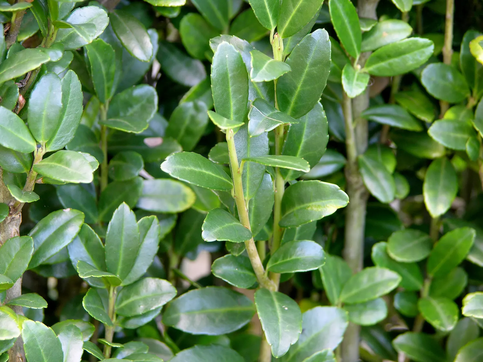 Japanese Holly (Ilex Crenata) — or as a formal hedge due to its dense growth habit