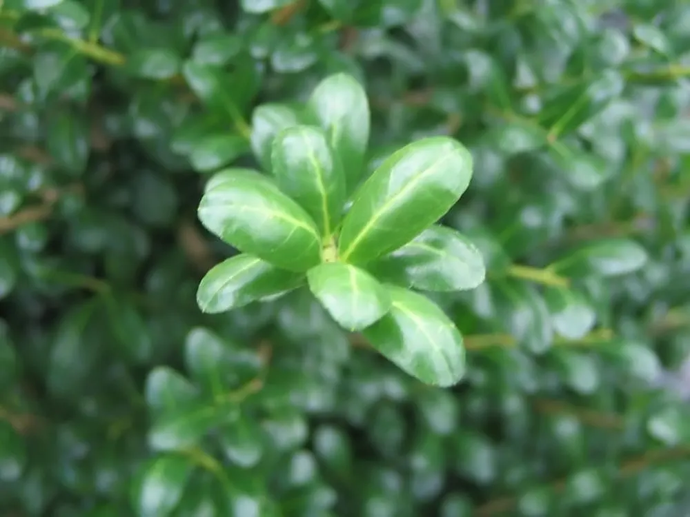 Japanese Holly (Ilex Crenata) — or as a formal hedge due to its dense growth habit, image 29
