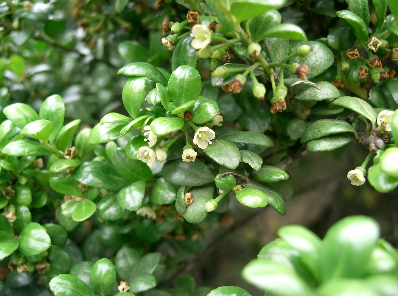 Japanese Holly (Ilex Crenata) — Unlike the prickly leaves of common hollies; its slow to moderate growth rate, around 6 to 12 inches per year, allows for easy