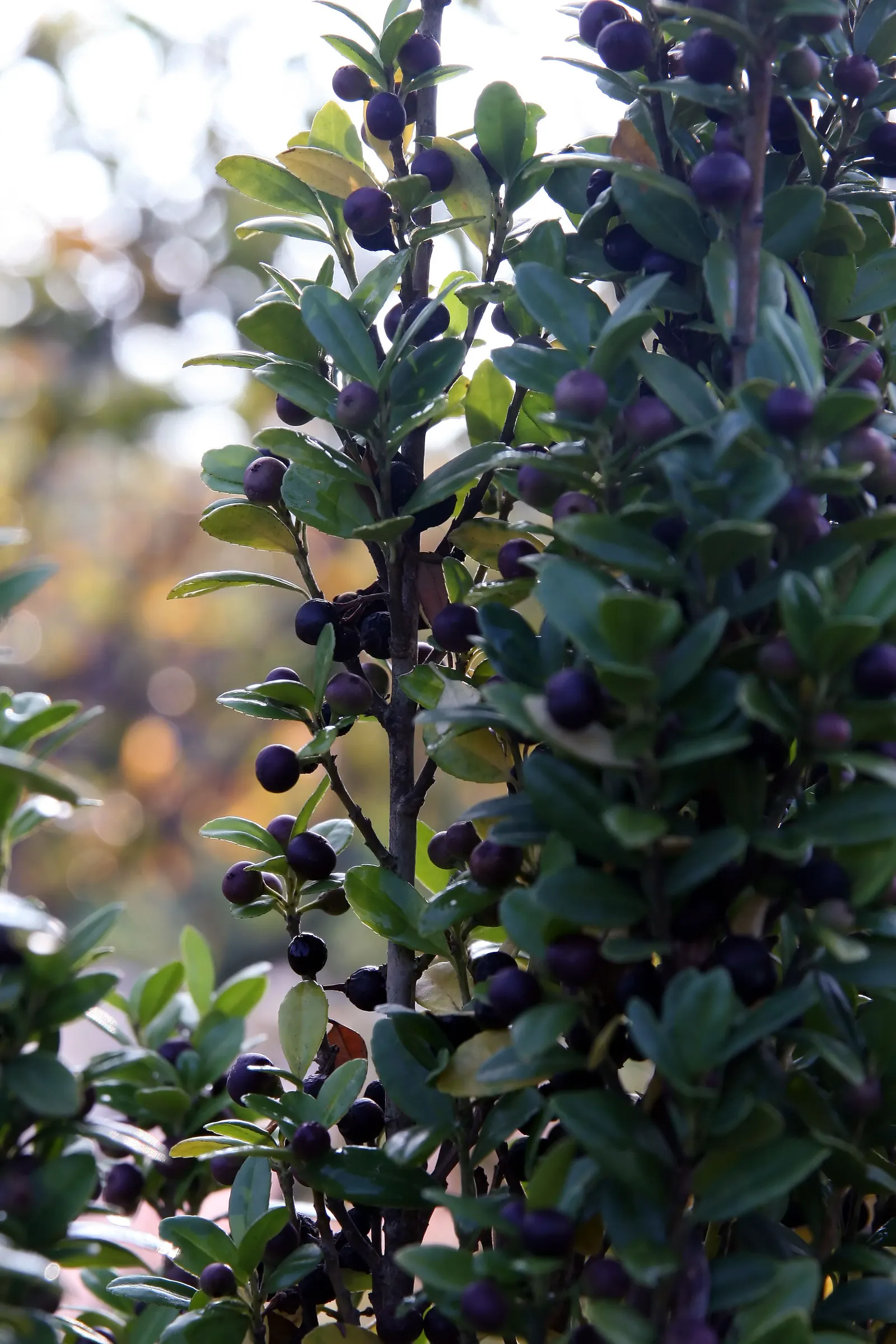 Japanese Holly (Ilex Crenata) — or even bonsai in smaller varieties