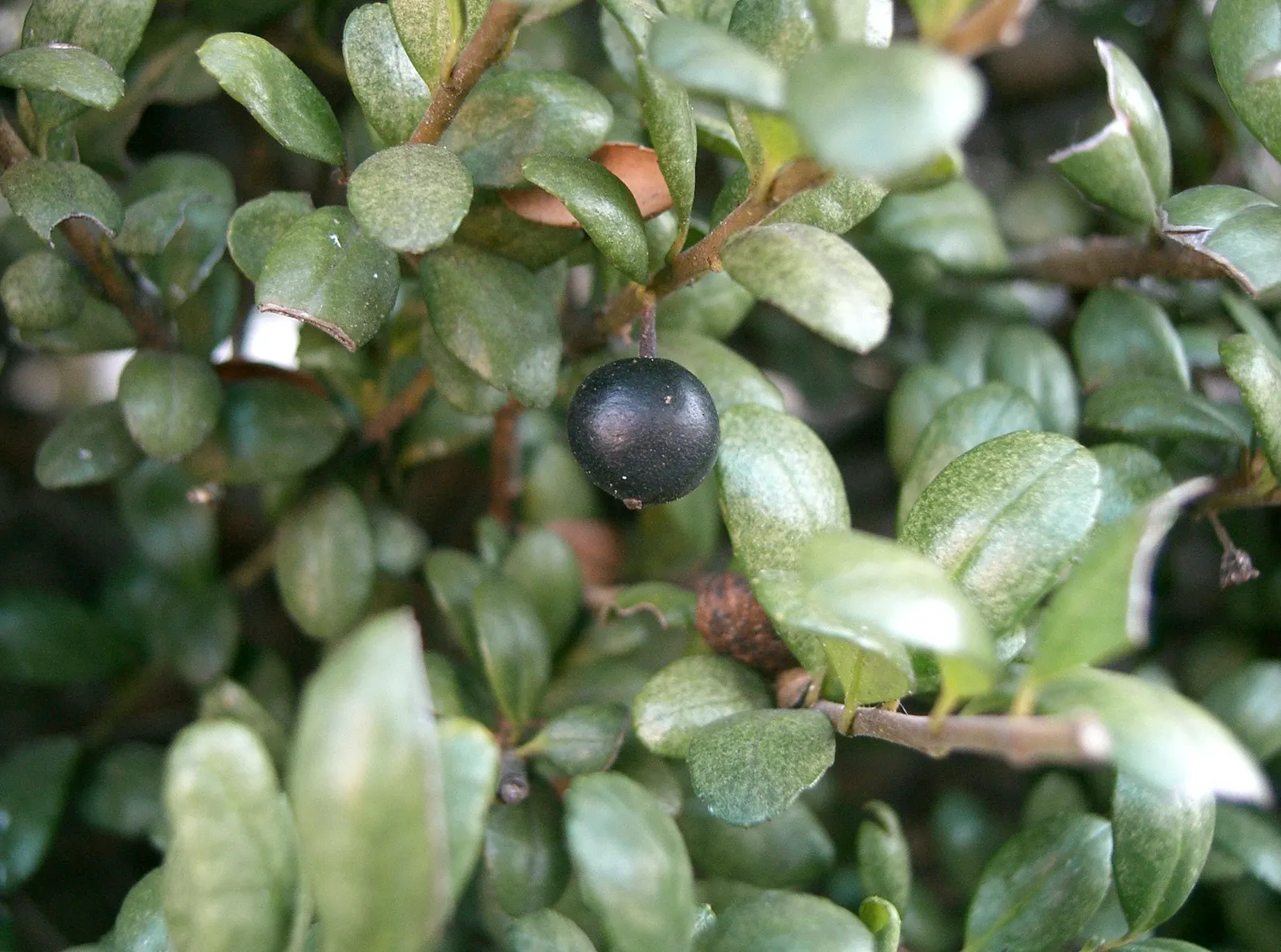 Japanese Holly (Ilex Crenata) — or even bonsai in smaller varieties; plant in a sunny to partly shaded area with well-drained soil, USDA Zones 5-8