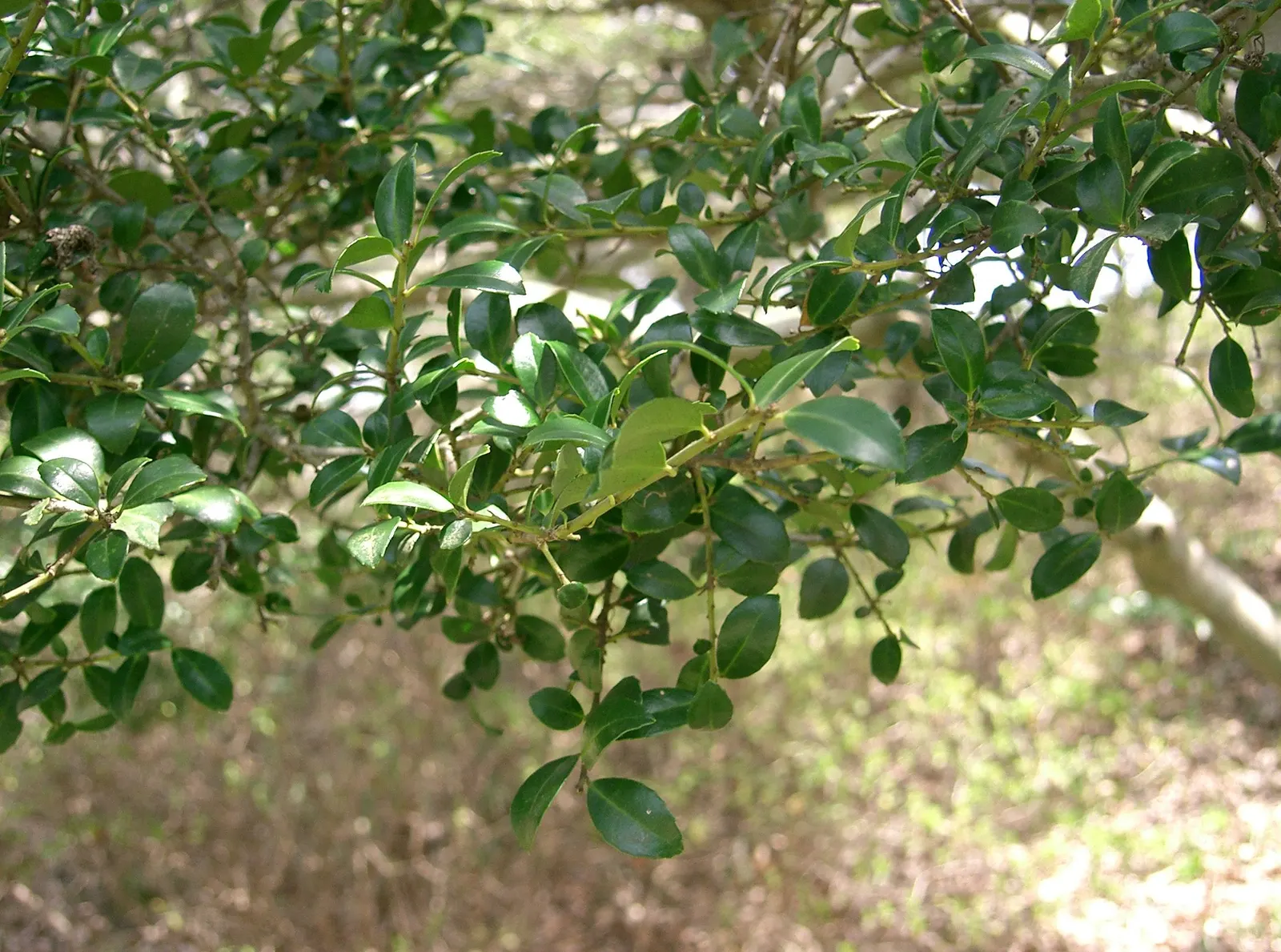 Japanese Holly (Ilex Crenata) — broadleaf evergreen / shrub for full or half or shade; expect inconspicuous white flowers