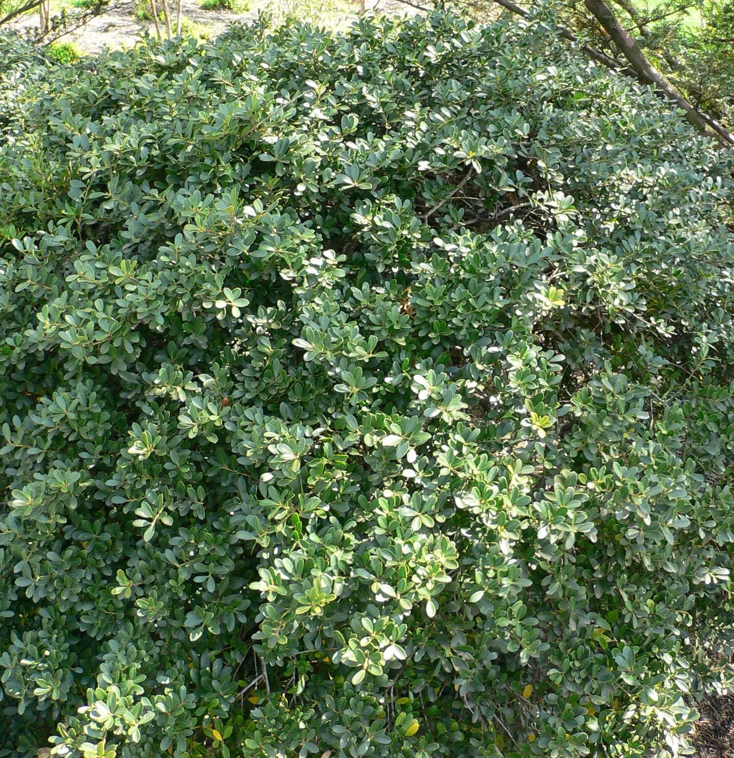 Japanese Holly (Ilex Crenata) — It is amenable to pruning and can be sculpted into various forms; designers provide their clients with a year-round green