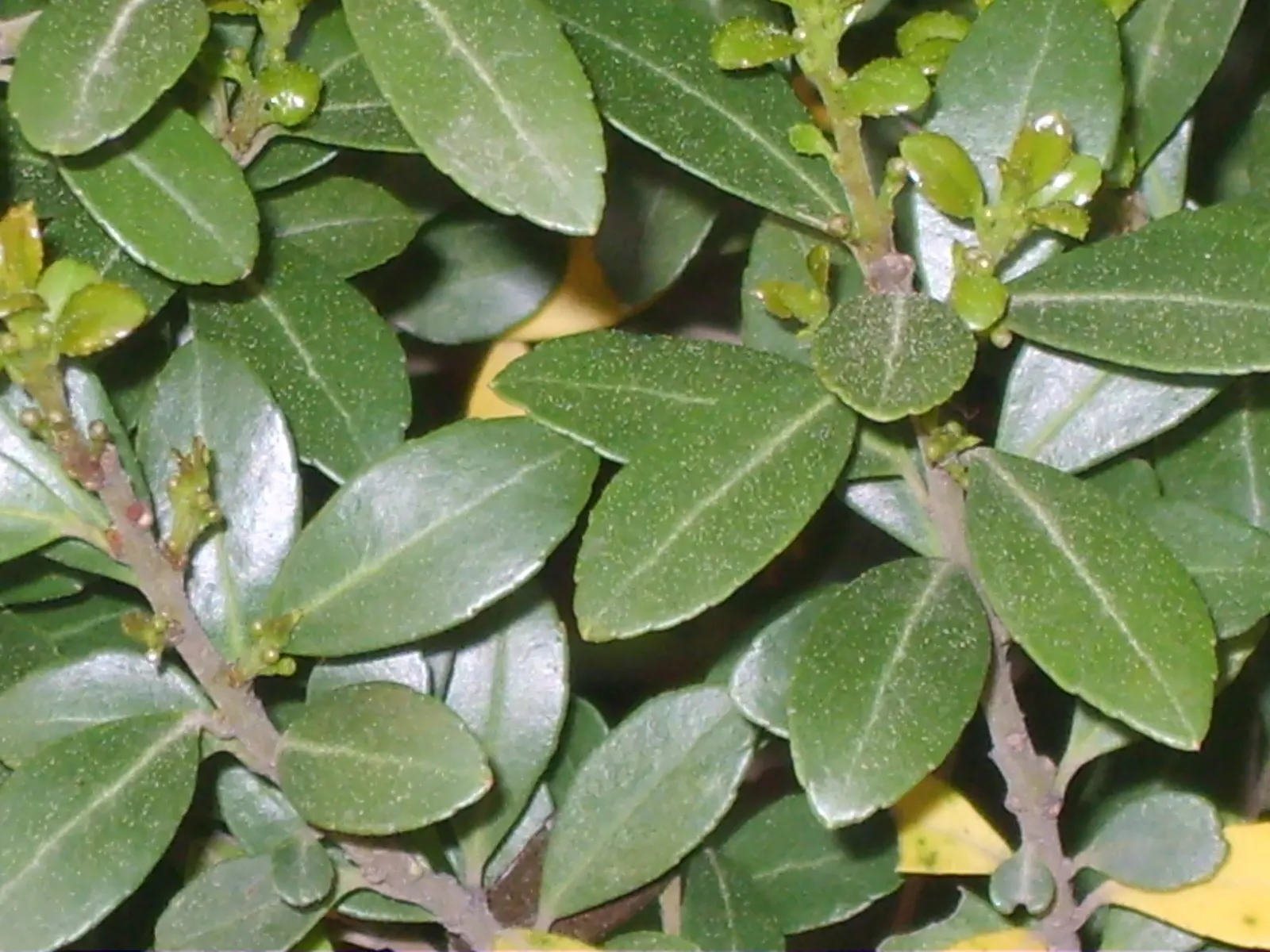 Japanese Holly (Ilex Crenata) — Plant in a sunny to partly shaded area with well-drained soil, USDA Zones 5-8