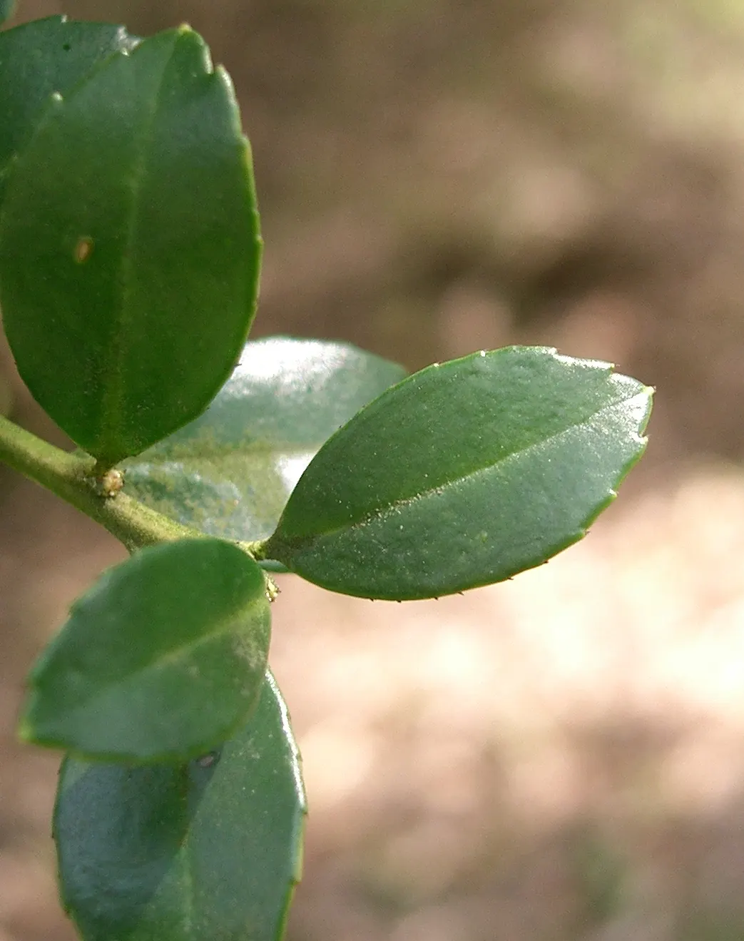 Japanese Holly (Ilex Crenata) — adding stability and structure to the design aesthetic