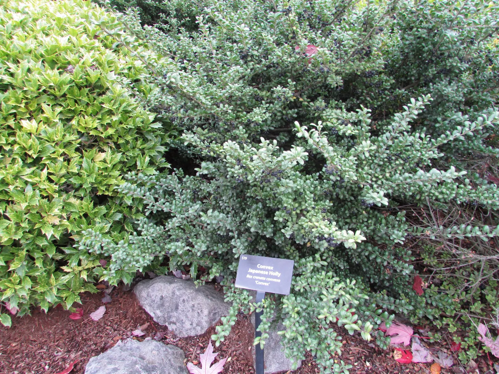 Japanese Holly (Ilex Crenata) — Ilex crenata features a smooth