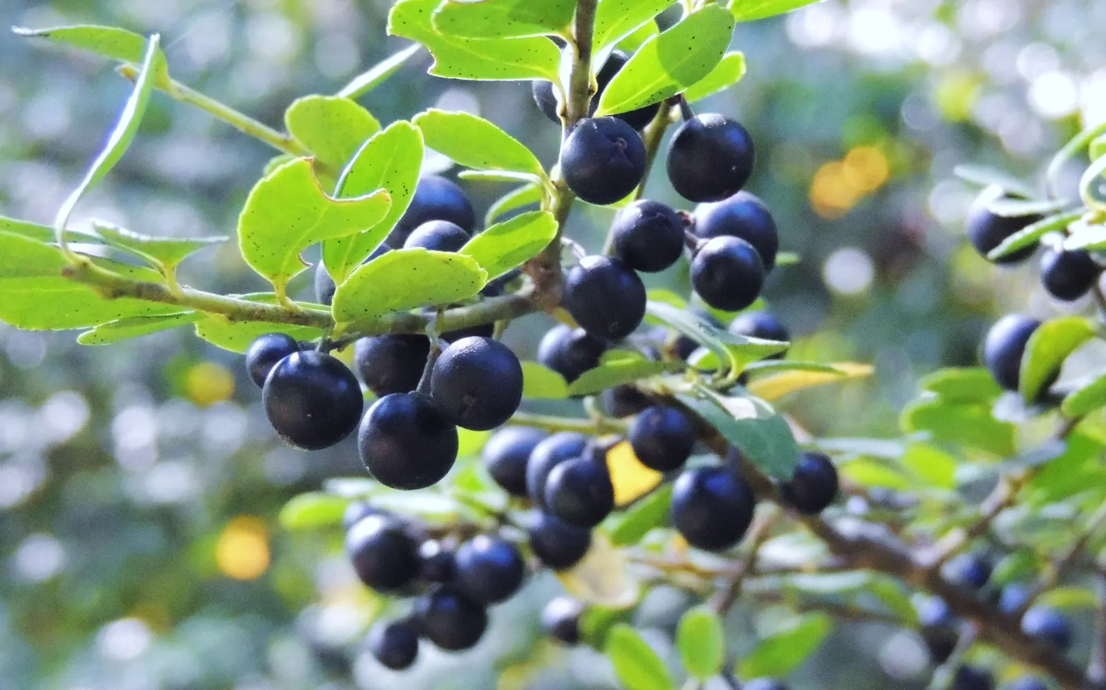 Japanese Holly (Ilex Crenata) — or as a formal hedge due to its dense growth habit, image 48