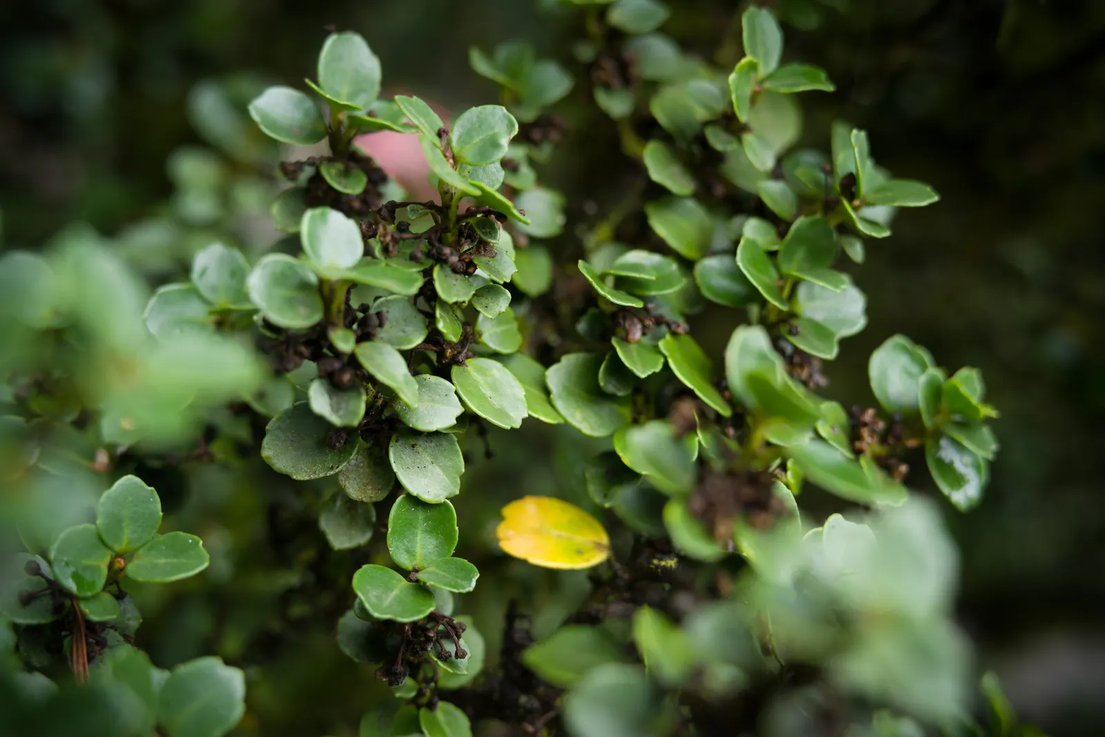 Japanese Holly (Ilex Crenata) — expect inconspicuous white flowers