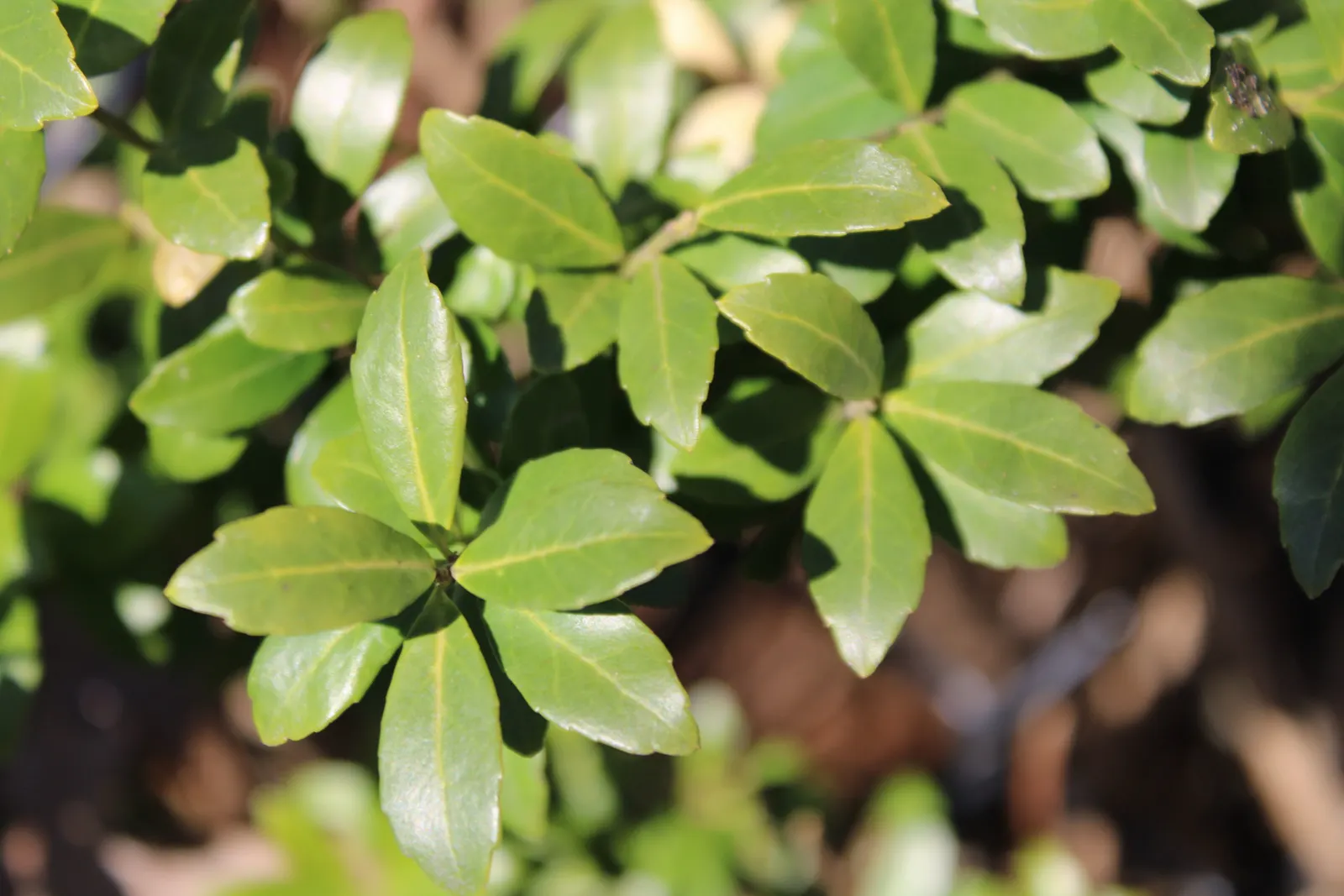Japanese Holly (Ilex Crenata) — Its slow to moderate growth rate, around 6 to 12 inches per year, allows for easy maintenance and shaping; dark green leaves