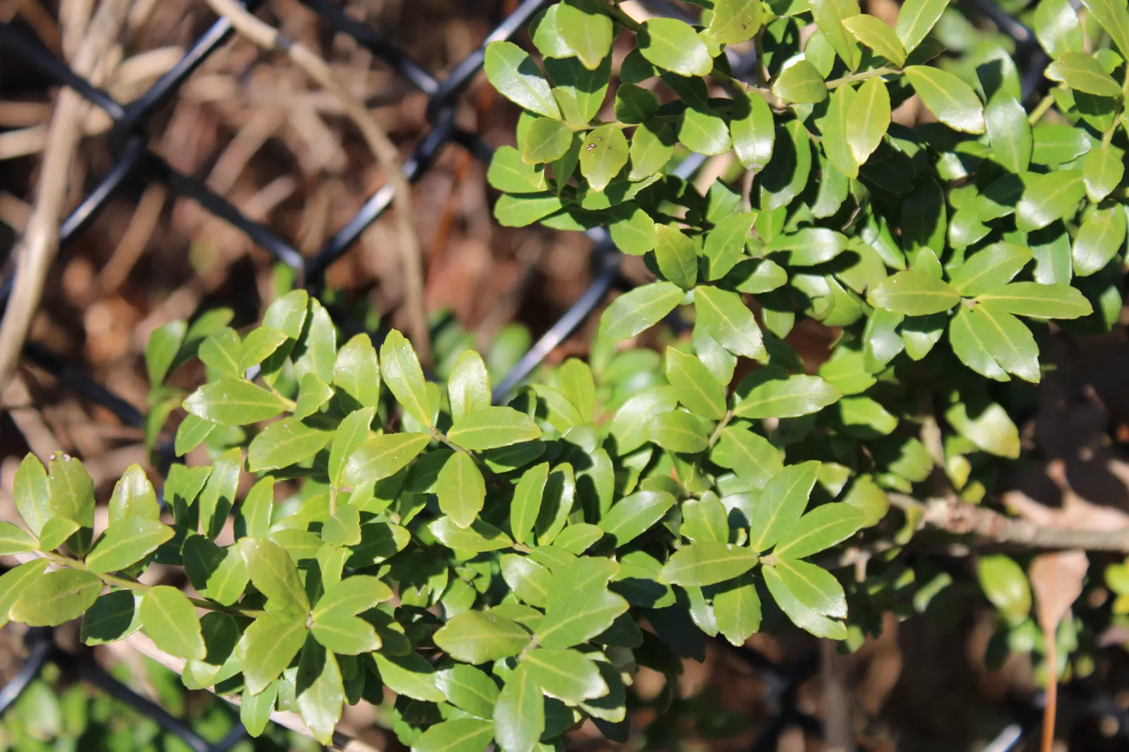 Japanese Holly (Ilex Crenata) — Growing 5-10 feet tall and 6-8 feet wide; it is amenable to pruning and can be sculpted into various forms, image 40