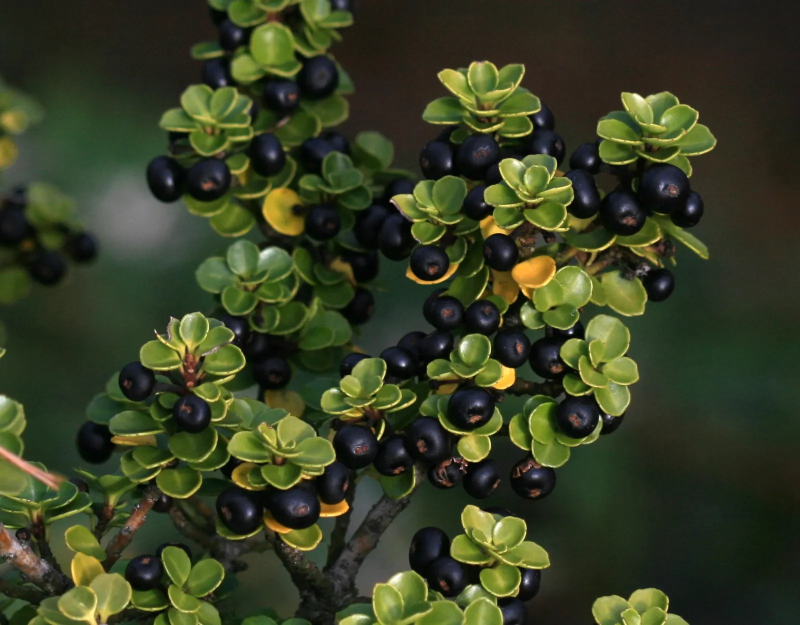 Japanese Holly (Ilex Crenata) — dark green leaves with a somewhat boxwood-like appearance; unlike the prickly leaves of common hollies, image 45