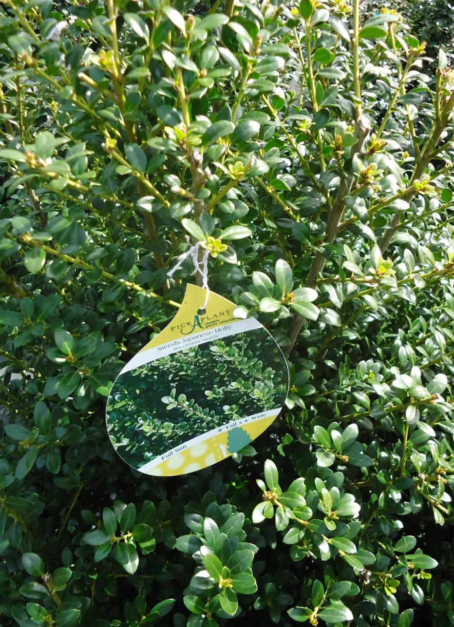Japanese Holly (Ilex Crenata) — Its slow to moderate growth rate, around 6 to 12 inches per year, allows for easy maintenance and shaping
