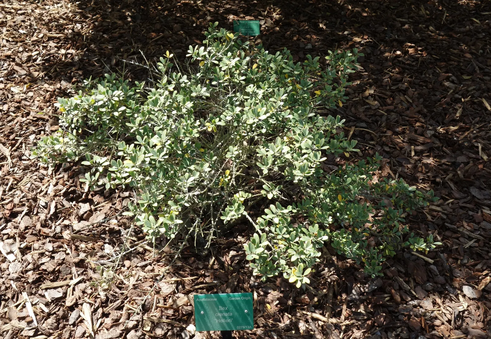 Japanese Holly (Ilex Crenata) — glossy leaves with slight scalloped edges and inconspicuous white flowers