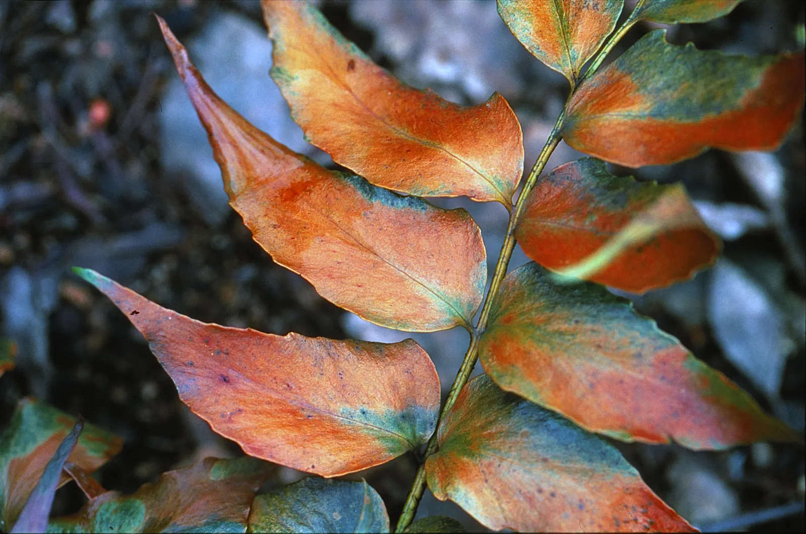 Japanese Holly (Ilex Crenata) — It is amenable to pruning and can be sculpted into various forms