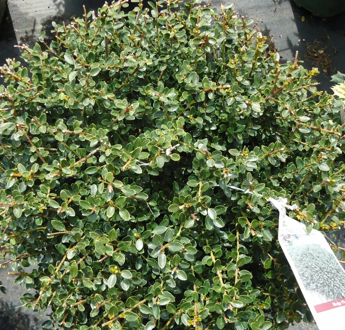 Japanese Holly (Ilex Crenata) — glossy leaves with slight scalloped edges and inconspicuous white flowers; adding stability and structure to the design