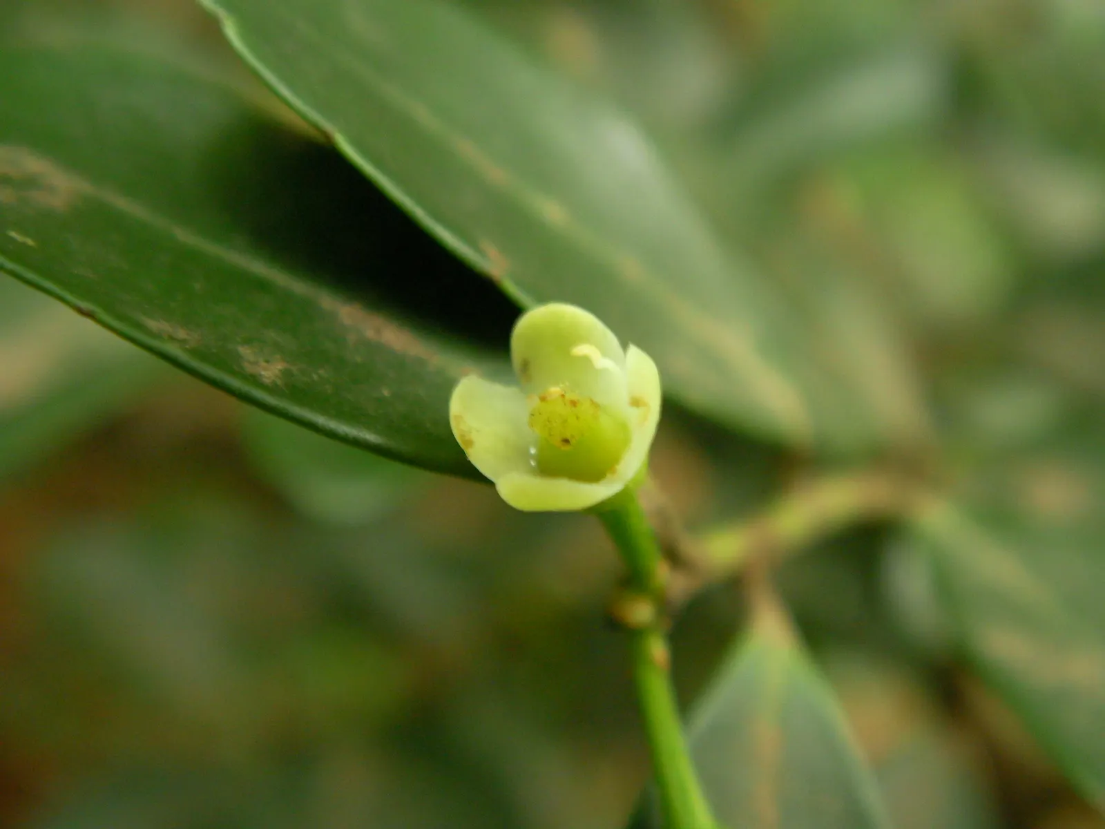 Japanese Holly (Ilex Crenata) — Unlike the prickly leaves of common hollies