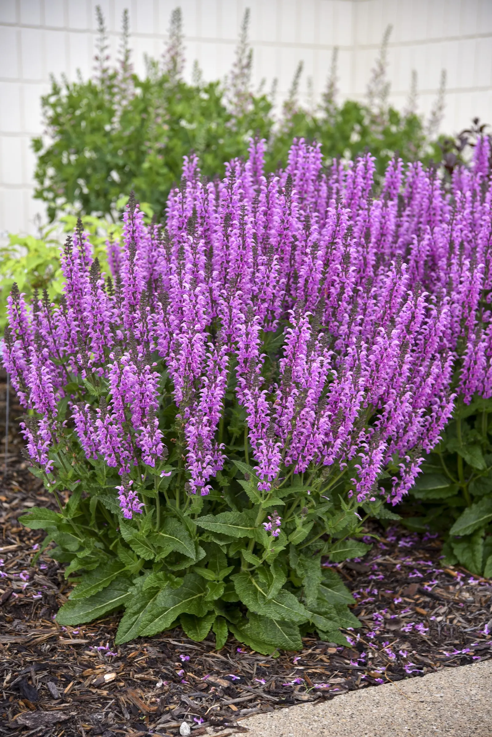 'Back to the Fuchsia' Perennial Salvia (Salvia hybrid) — It matures to 22-24 inches tall and wide, forming a neat, colorful mound