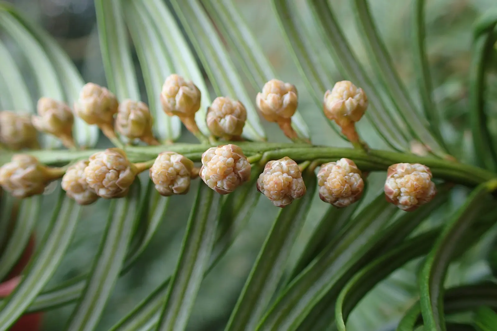 Japanese Plum Yew (Cephalotaxus Har. 'Fastigiata') — making it an excellent choice for understory planting or northern exposures