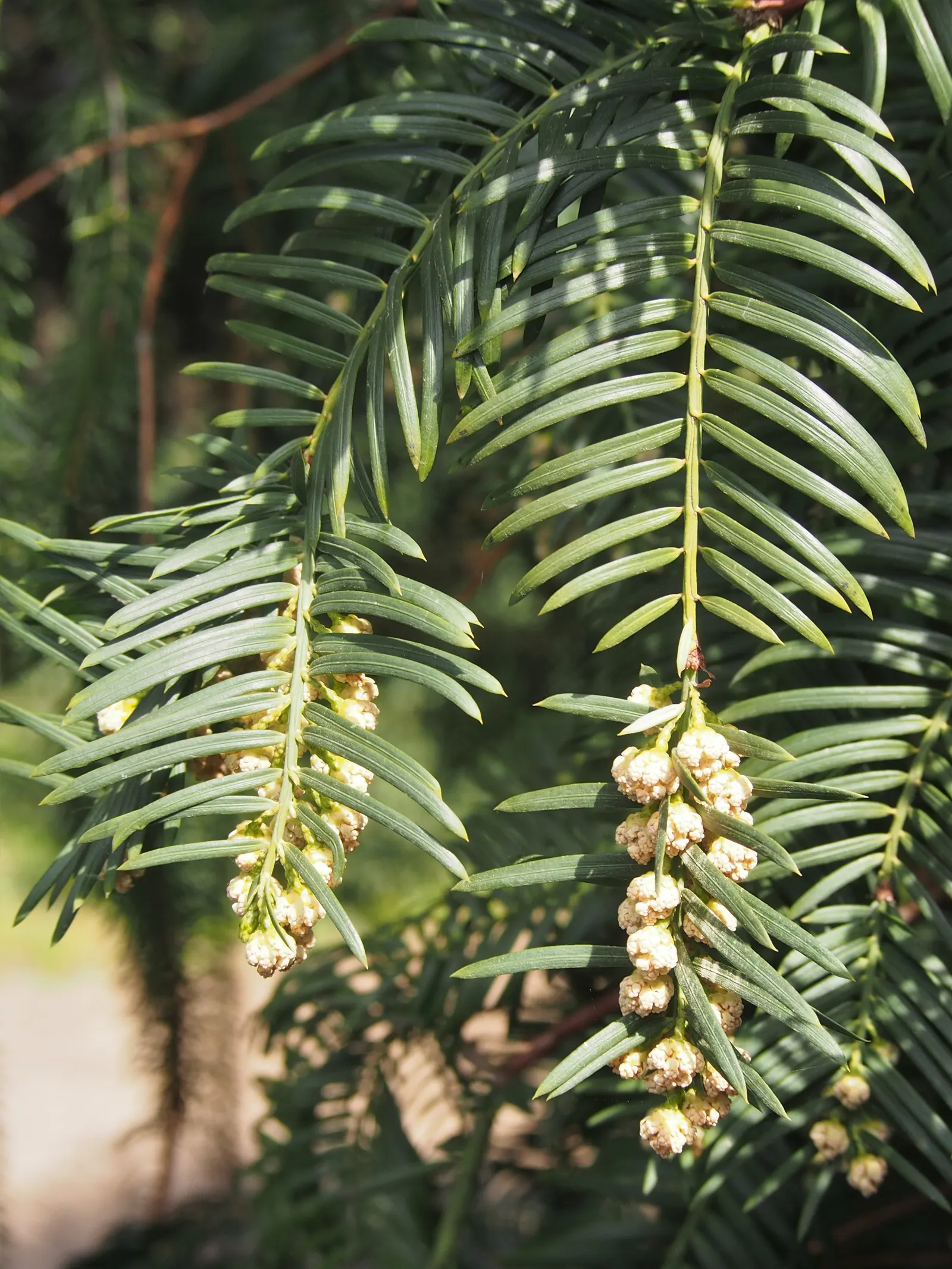 Japanese Plum Yew (Cephalotaxus Har. 'Fastigiata') — with the male cones being more prominent.<br><br>Adaptability is a strong suit of 'Fastigiata'