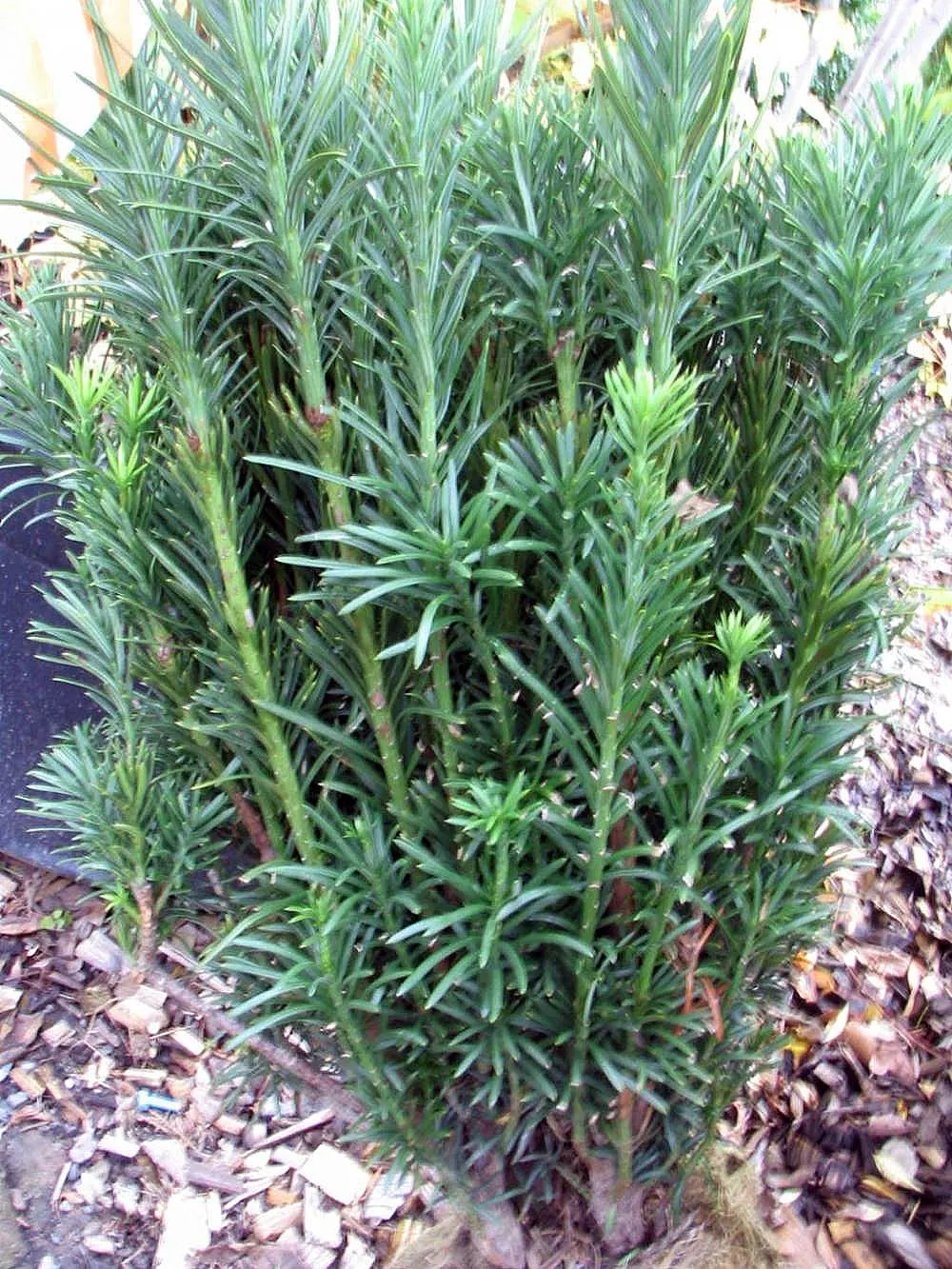 Japanese Plum Yew (Cephalotaxus Har. 'Fastigiata') — It prefers a partly to fully shaded locale